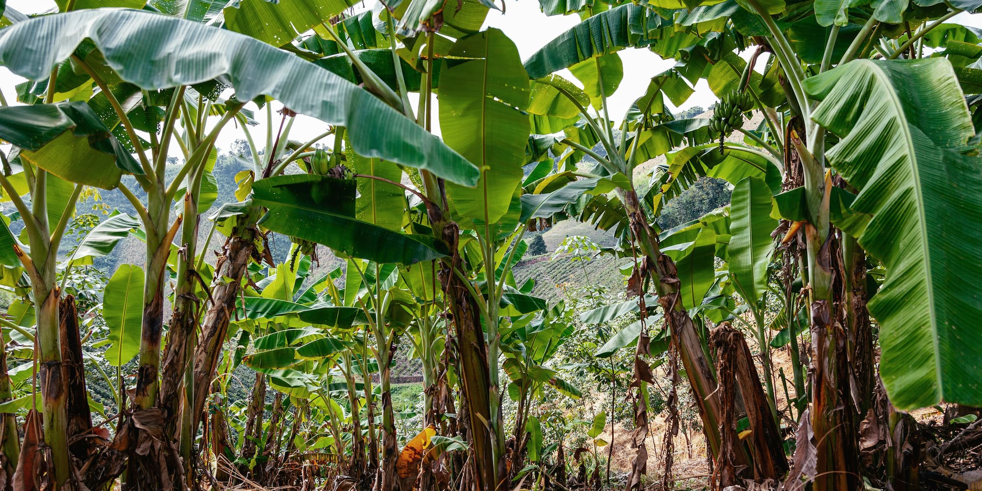 Tropical banana plantation with lush green leaves and unripe fruit.