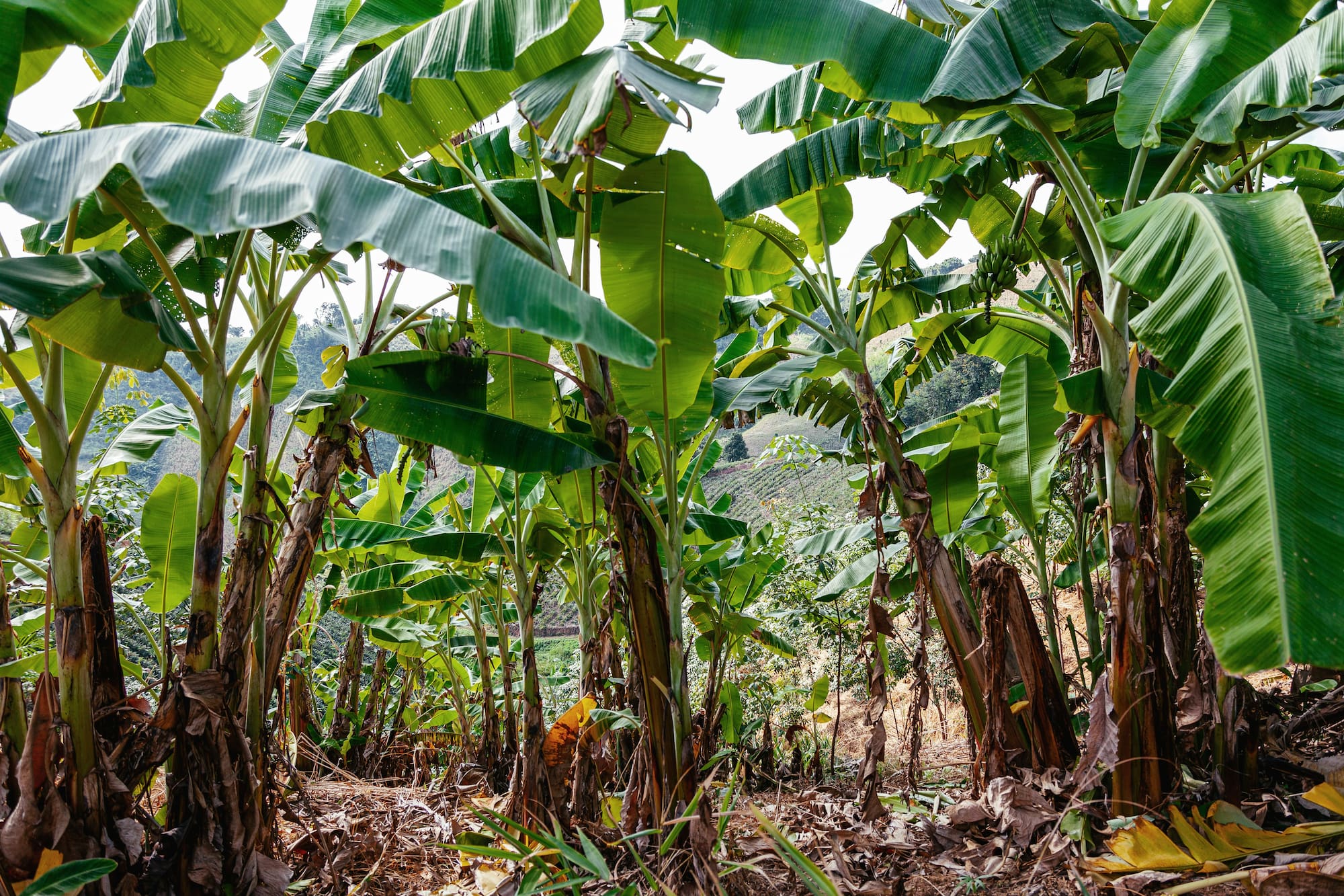 Tropical banana plantation with lush green leaves and unripe fruit.