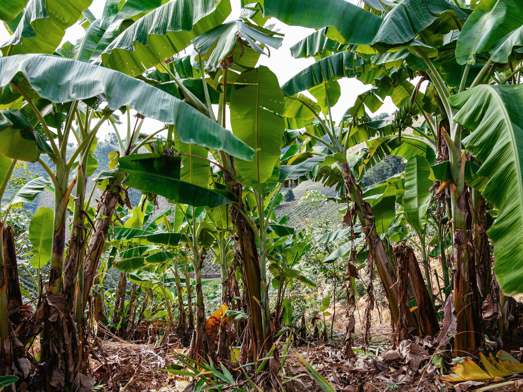 Tropical banana plantation with lush green leaves and unripe fruit.
