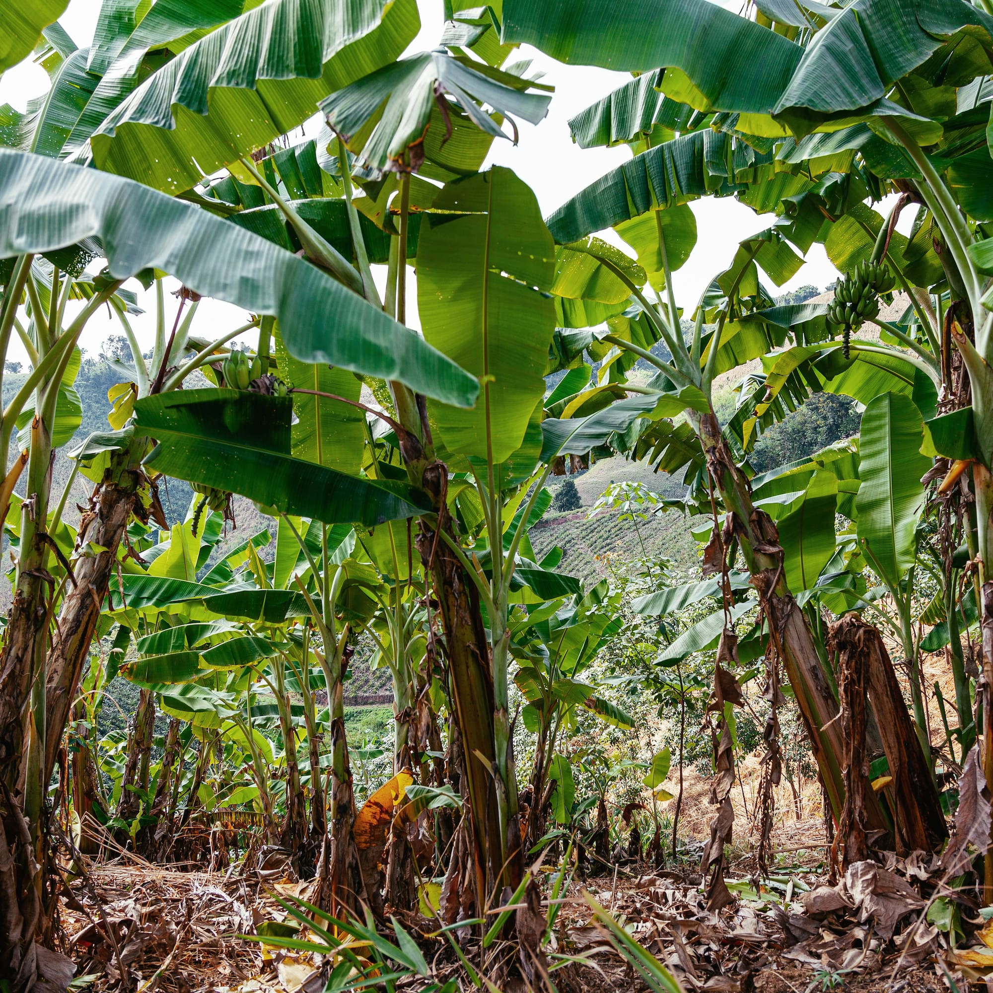 Tropical banana plantation with lush green leaves and unripe fruit.