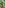 Tropical banana plantation with lush green leaves and unripe fruit.