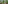 Tropical banana plantation with lush green leaves and unripe fruit.
