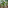 Tropical banana plantation with lush green leaves and unripe fruit.