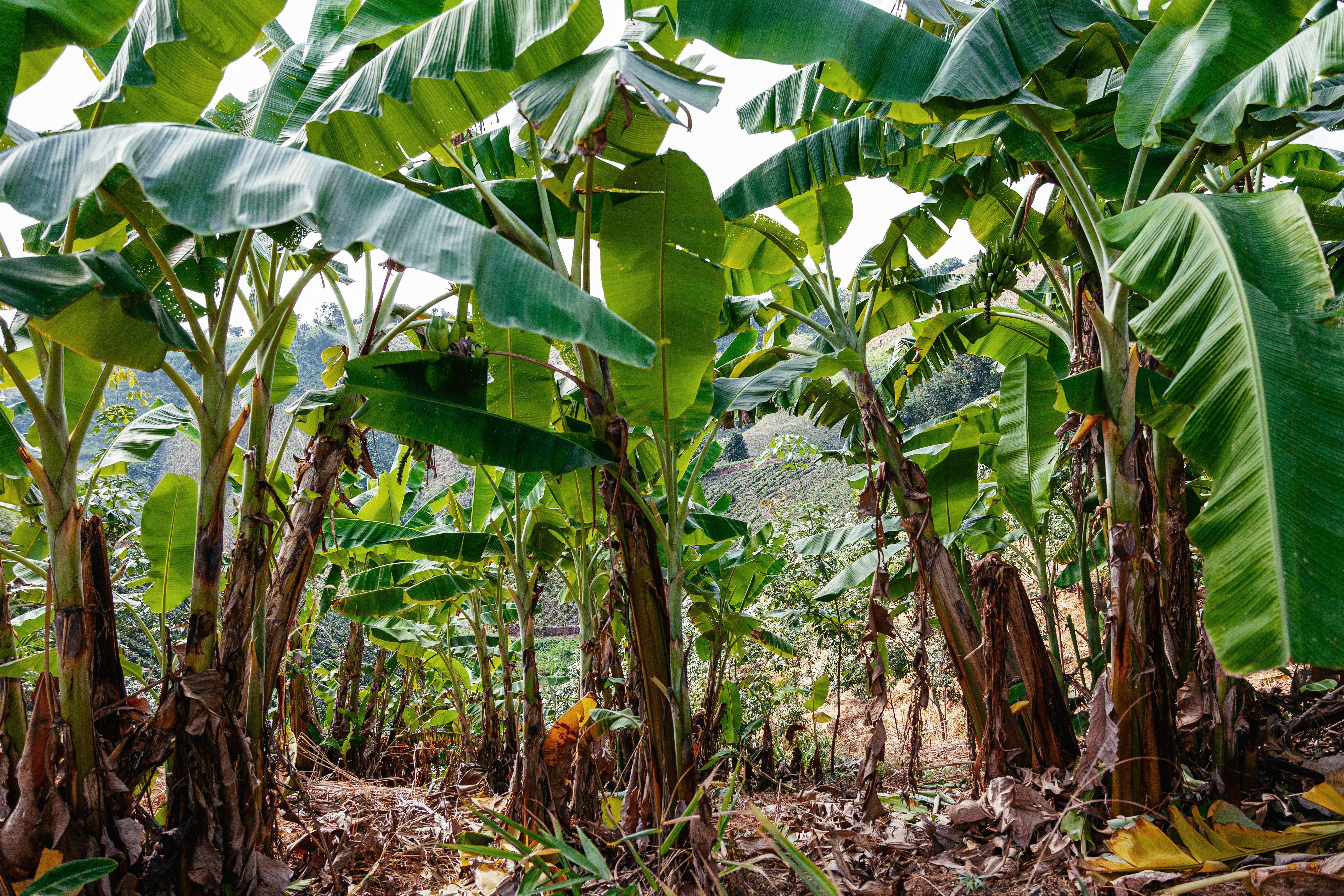 Tropical banana plantation with lush green leaves and unripe fruit.