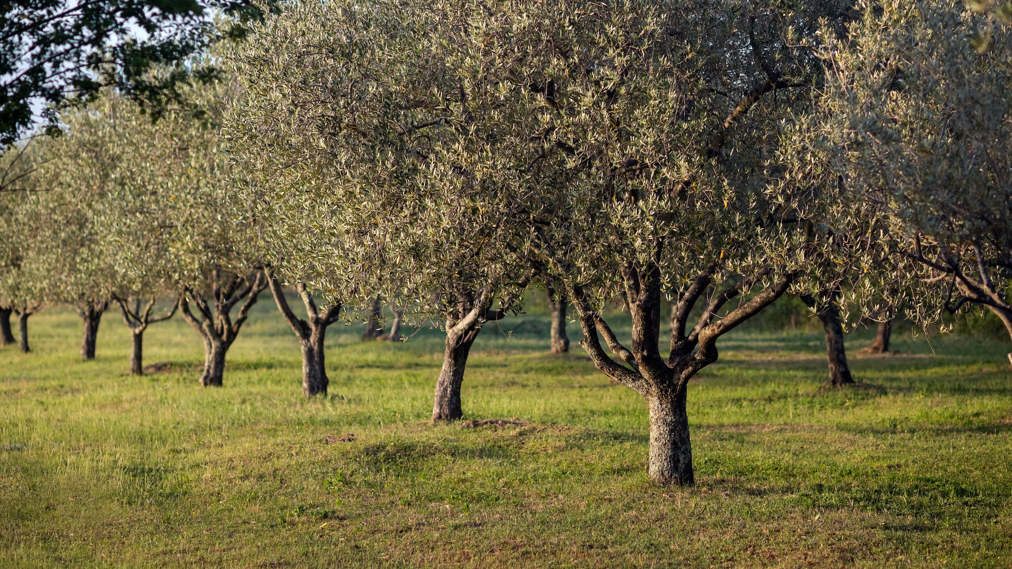 Rows of olive trees with silvery-green leaves in a sunny green field.