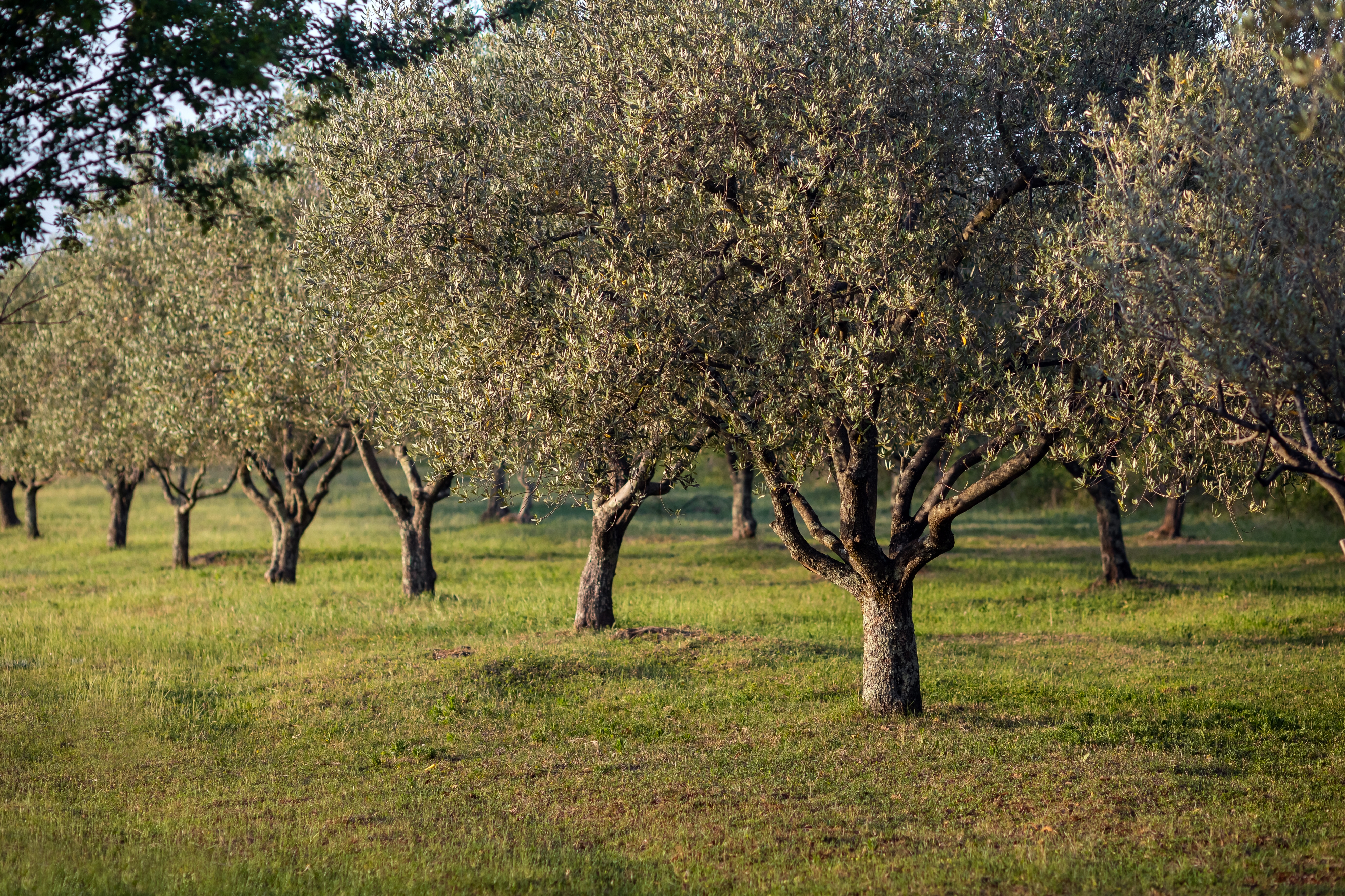 Rows of olive trees with silvery-green leaves in a sunny green field.