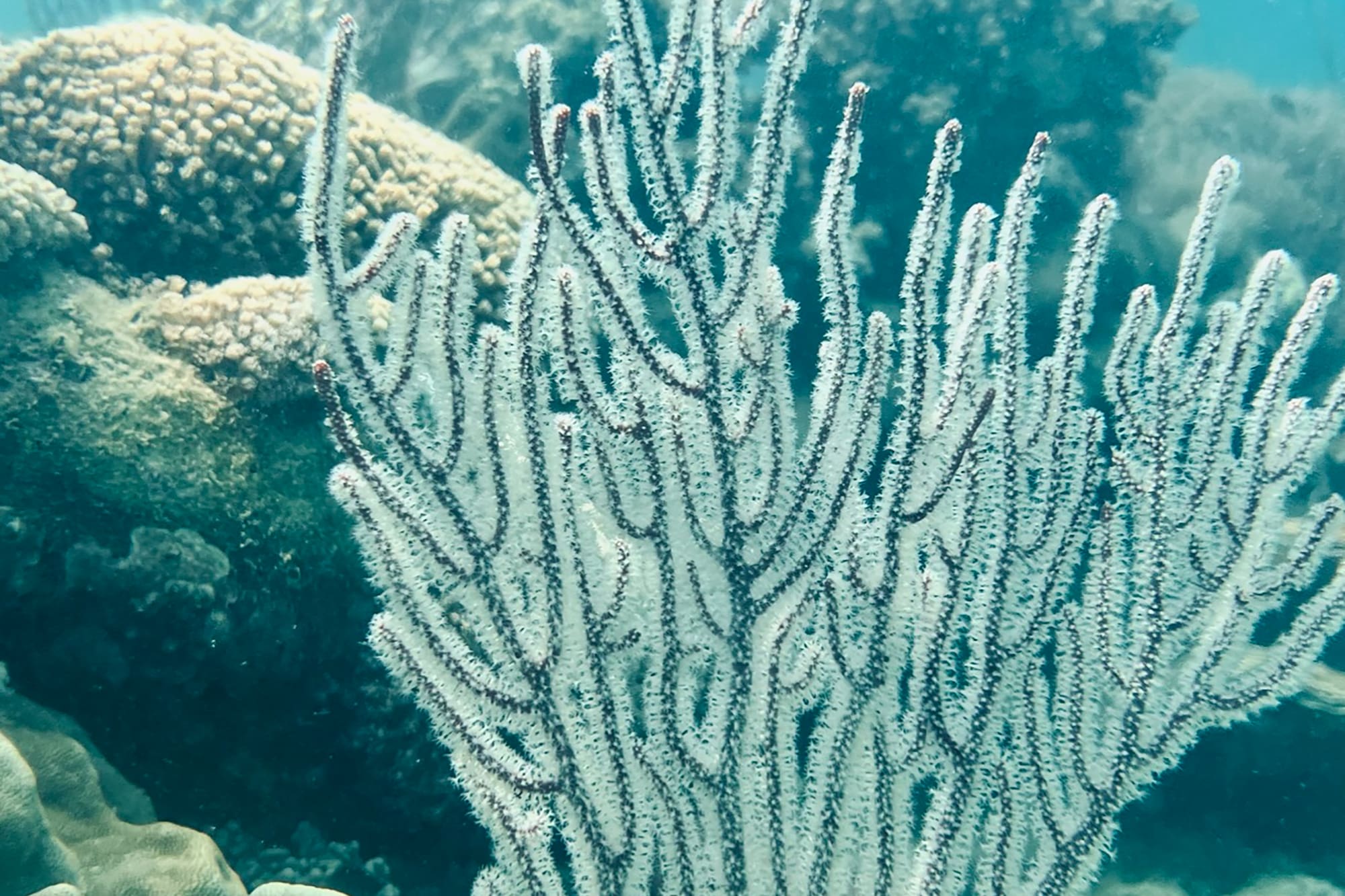 a coral reef with fish and corals