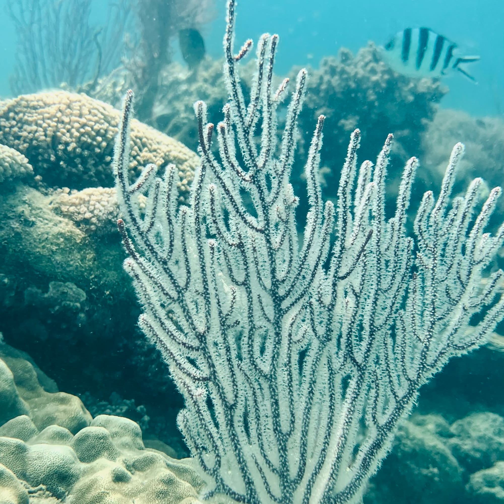 a coral reef with fish and corals
