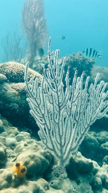 a coral reef with fish and corals