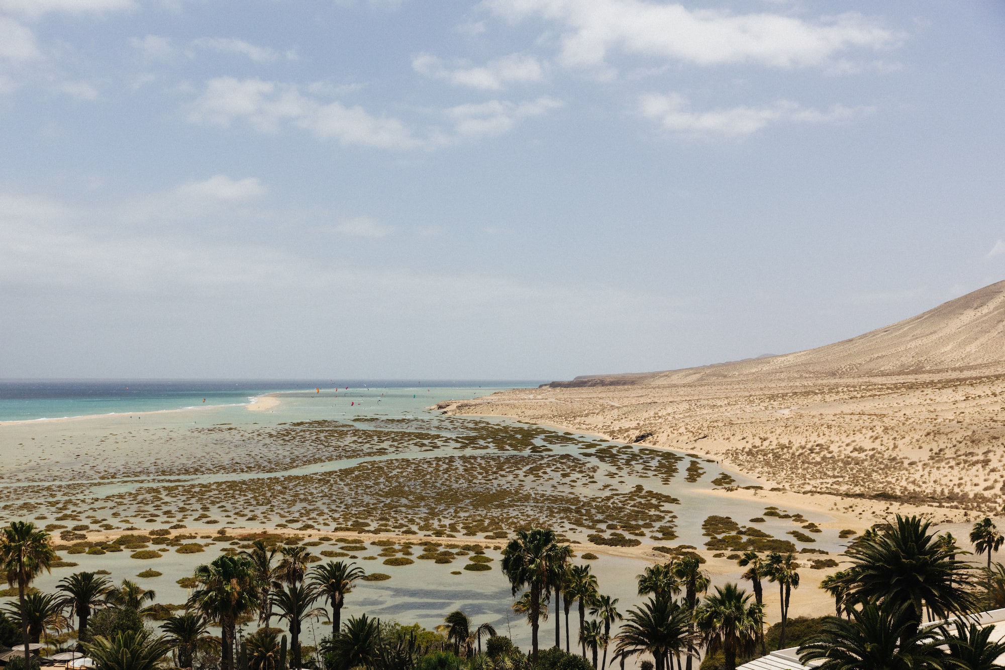 a beach with palm trees and water