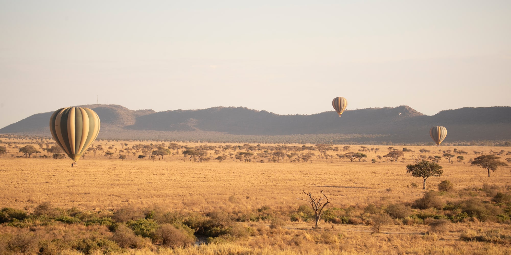 hot air balloons in the sky