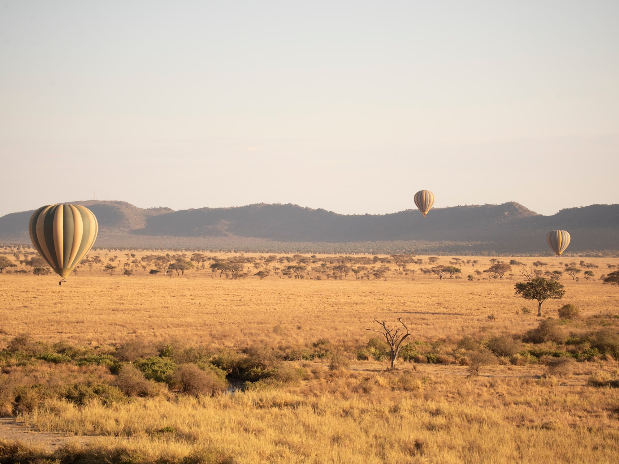 hot air balloons in the sky