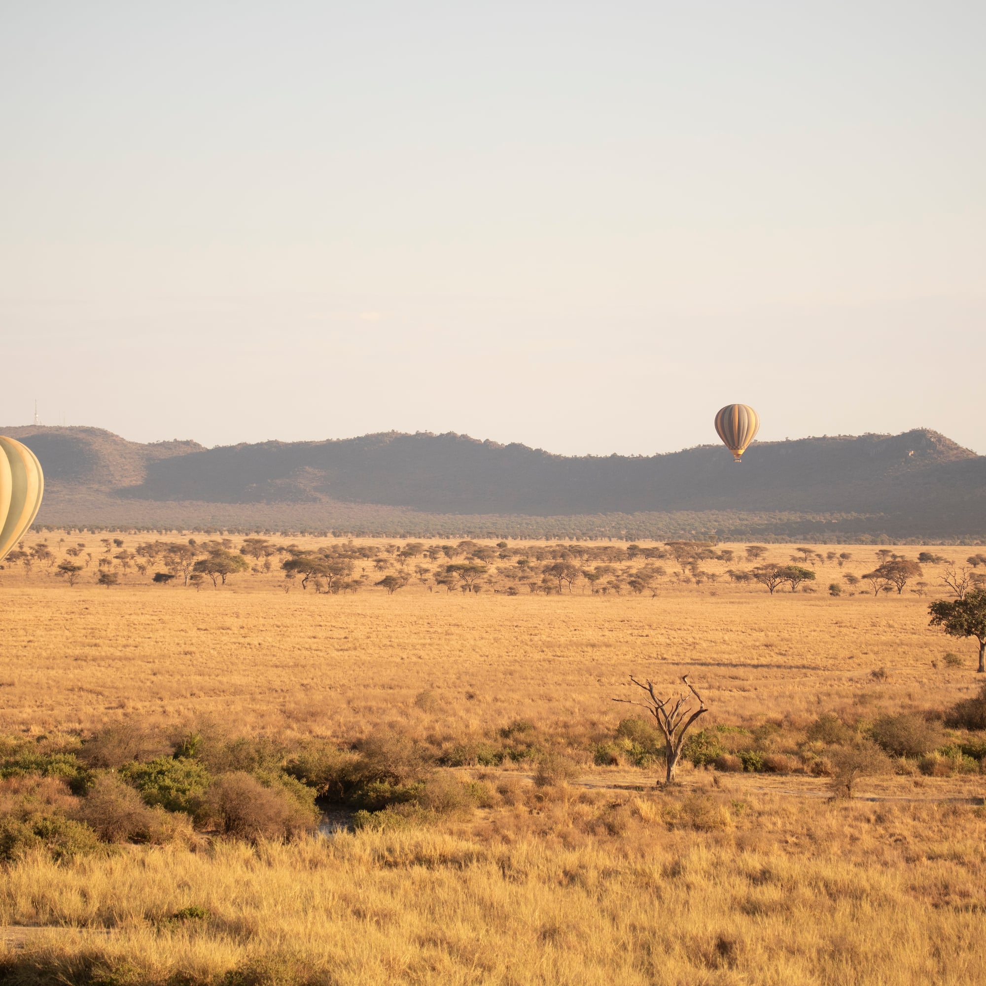 hot air balloons in the sky
