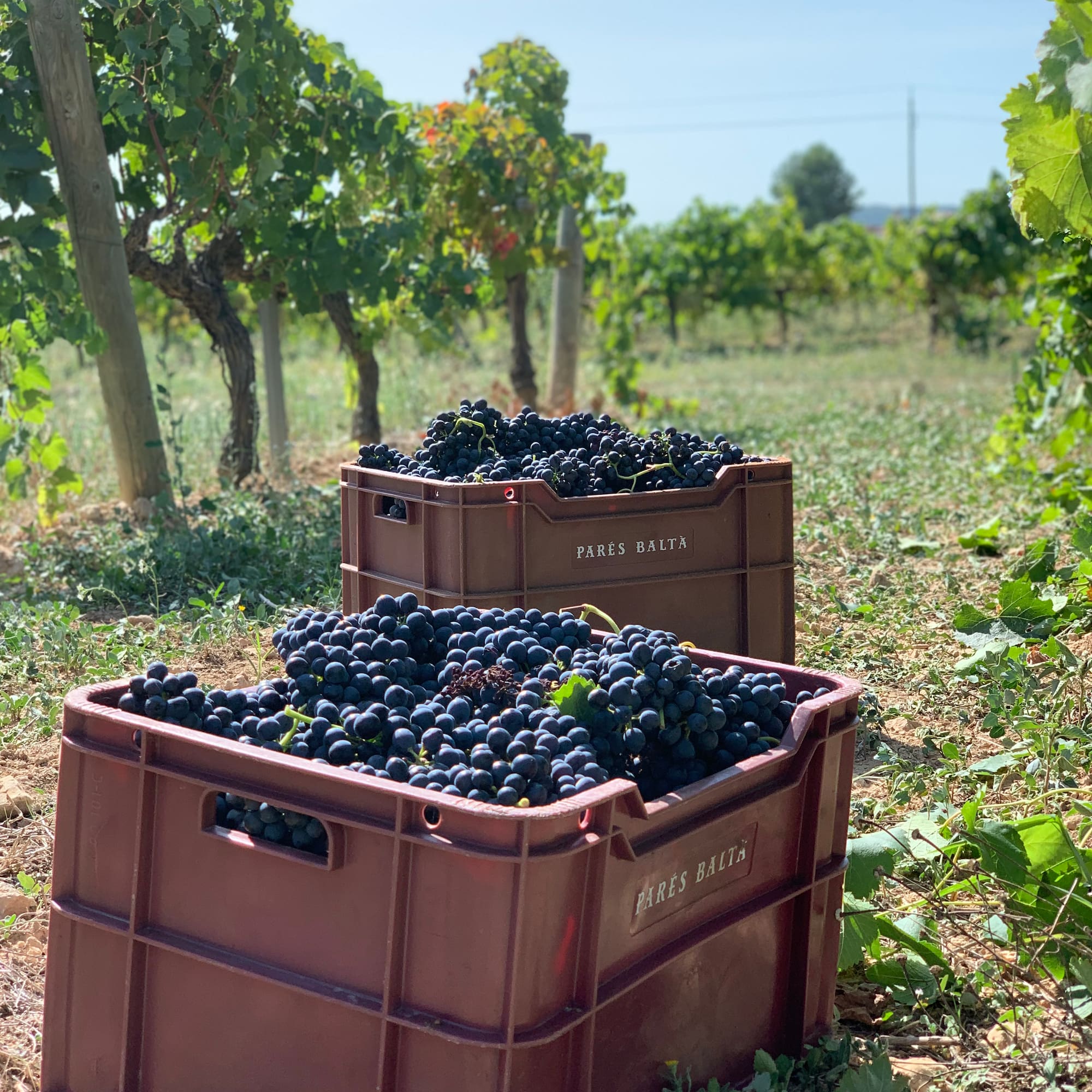 Dark grapes filling Pares Balta harvest crates in a sunny vineyard.