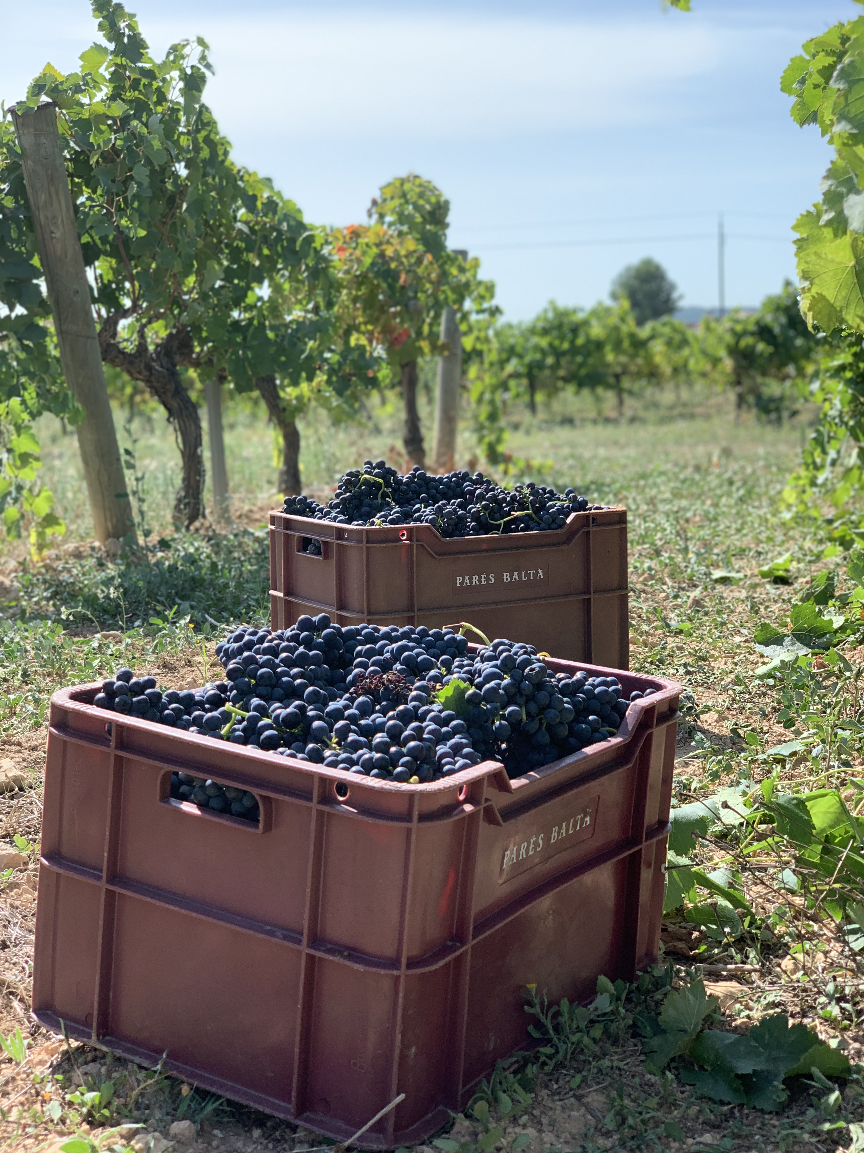 Dark grapes filling Pares Balta harvest crates in a sunny vineyard.
