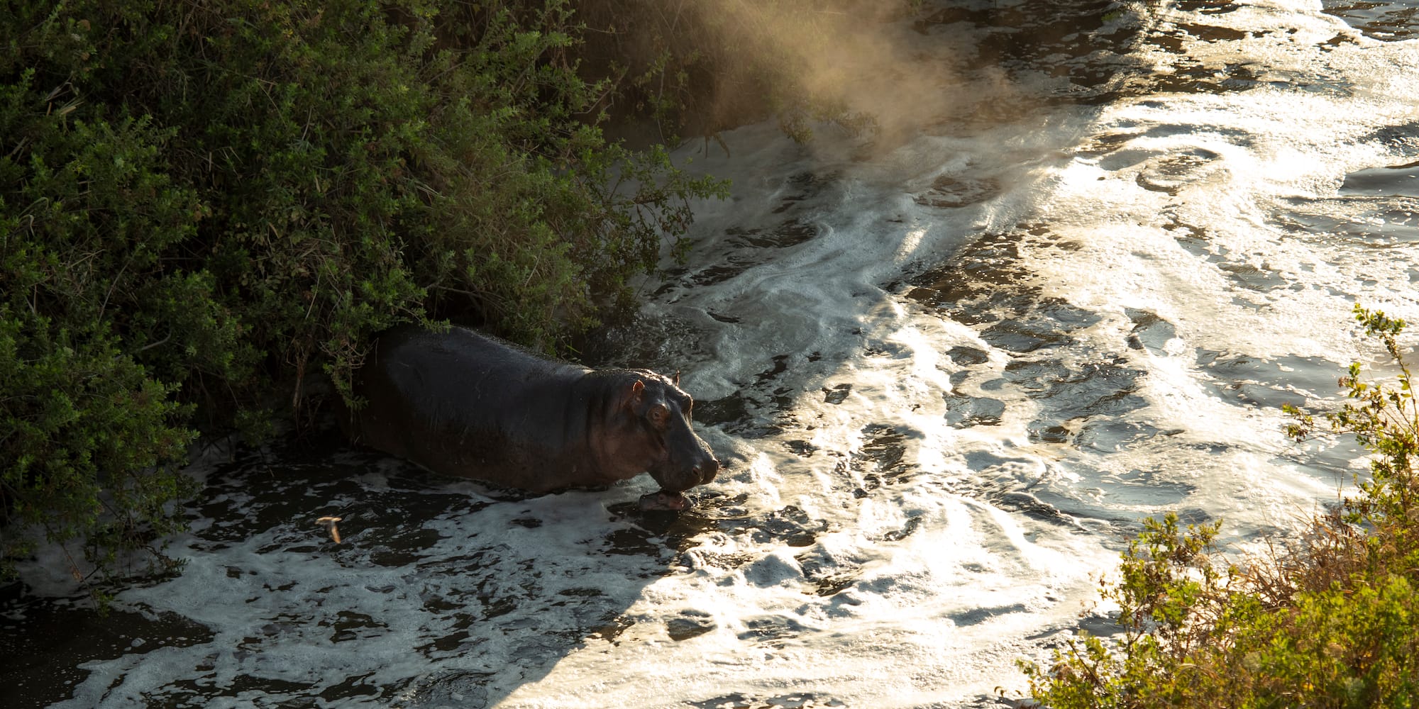 a hippo in a river