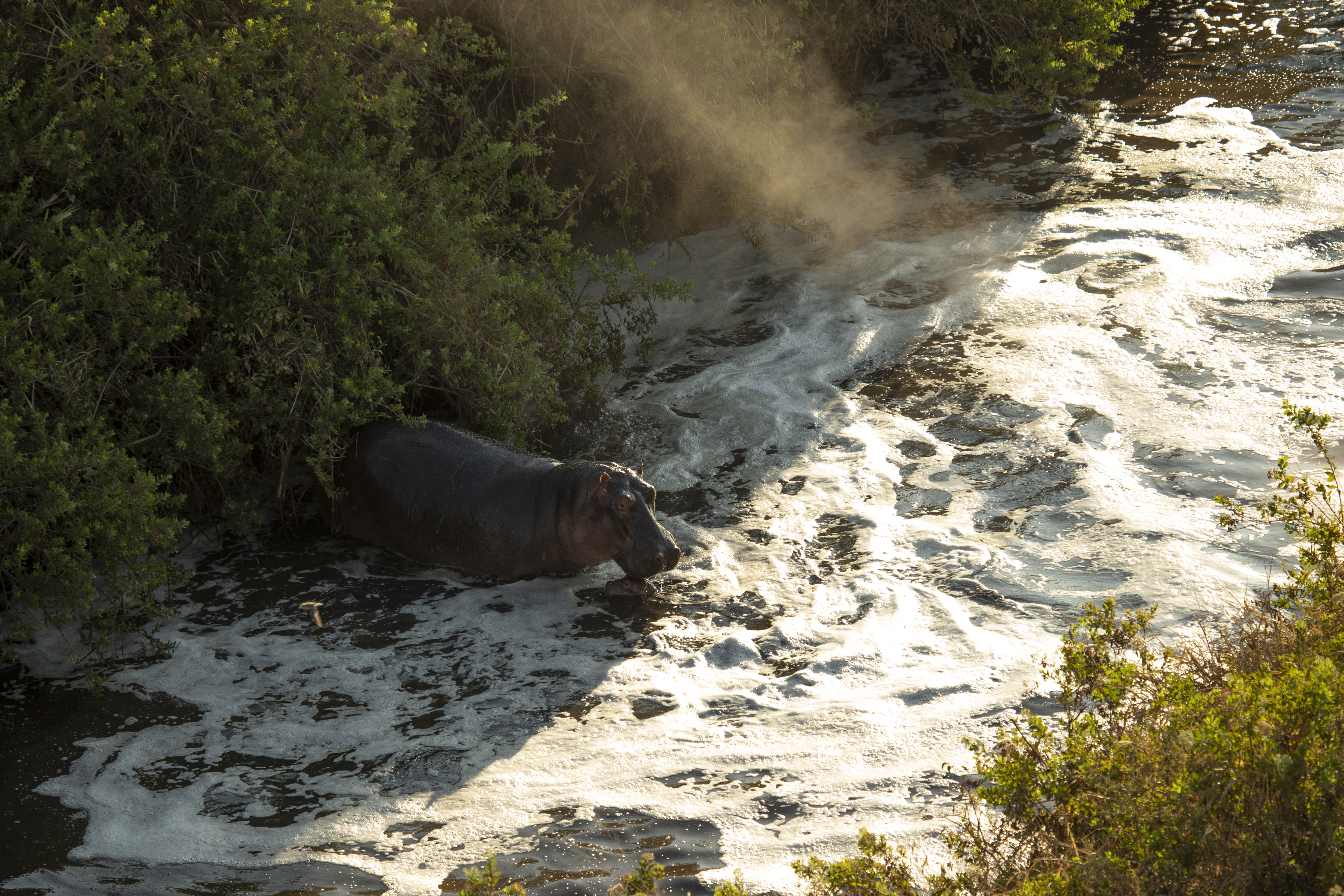 a hippo in a river