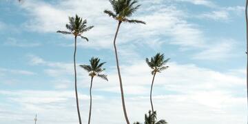a beach with palm trees and straw umbrellas