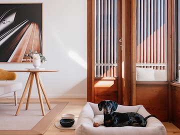 a dog lying on a dog bed