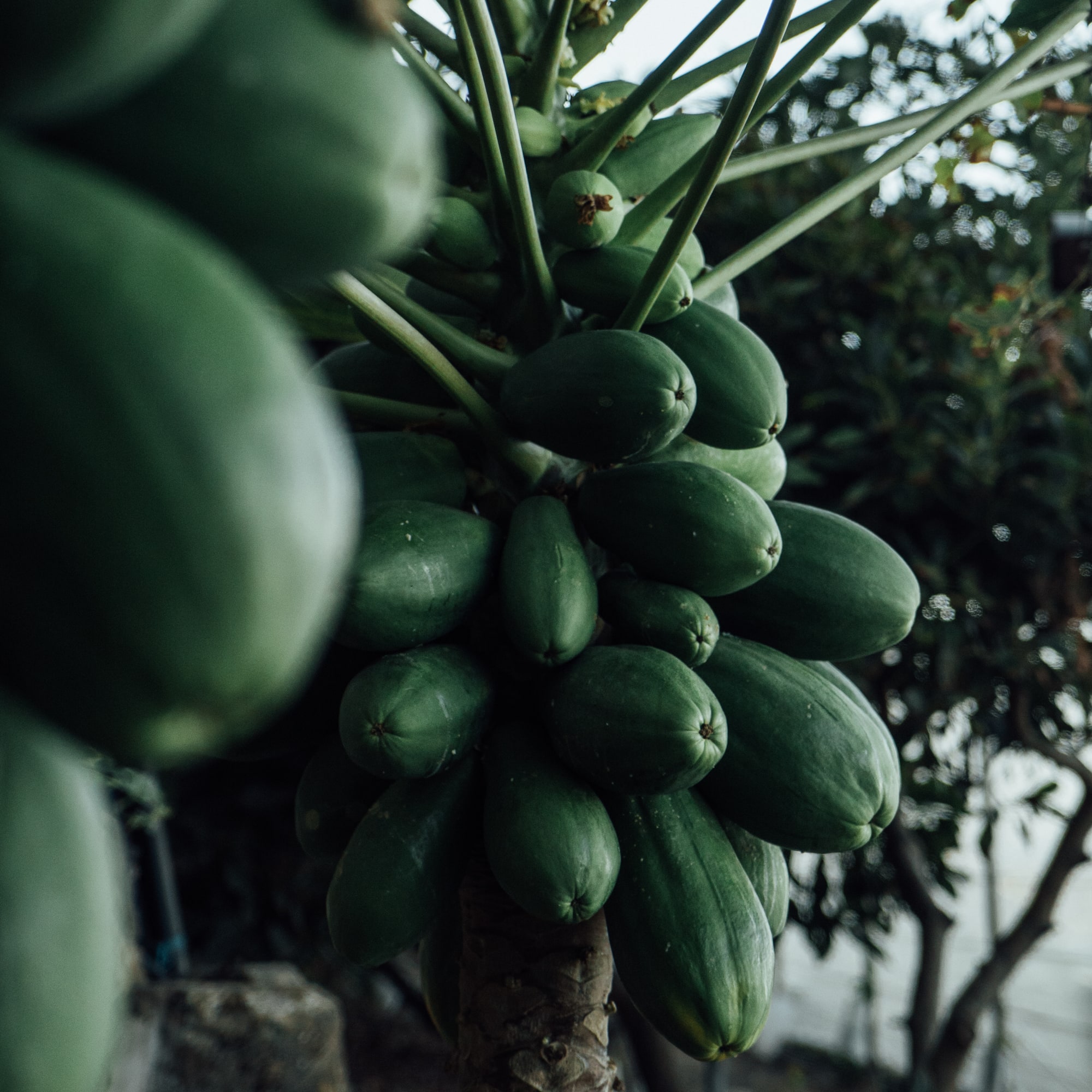 a close up of a tree with fruits