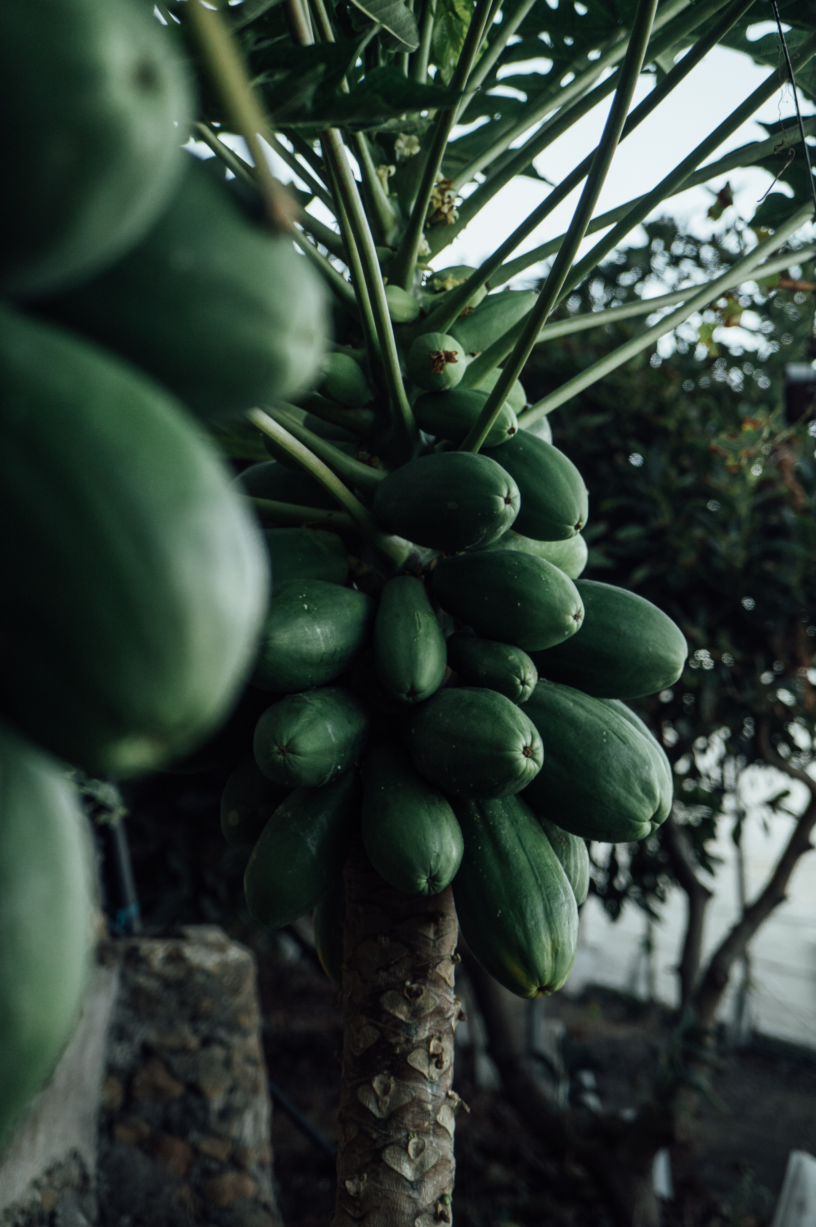 a close up of a tree with fruits