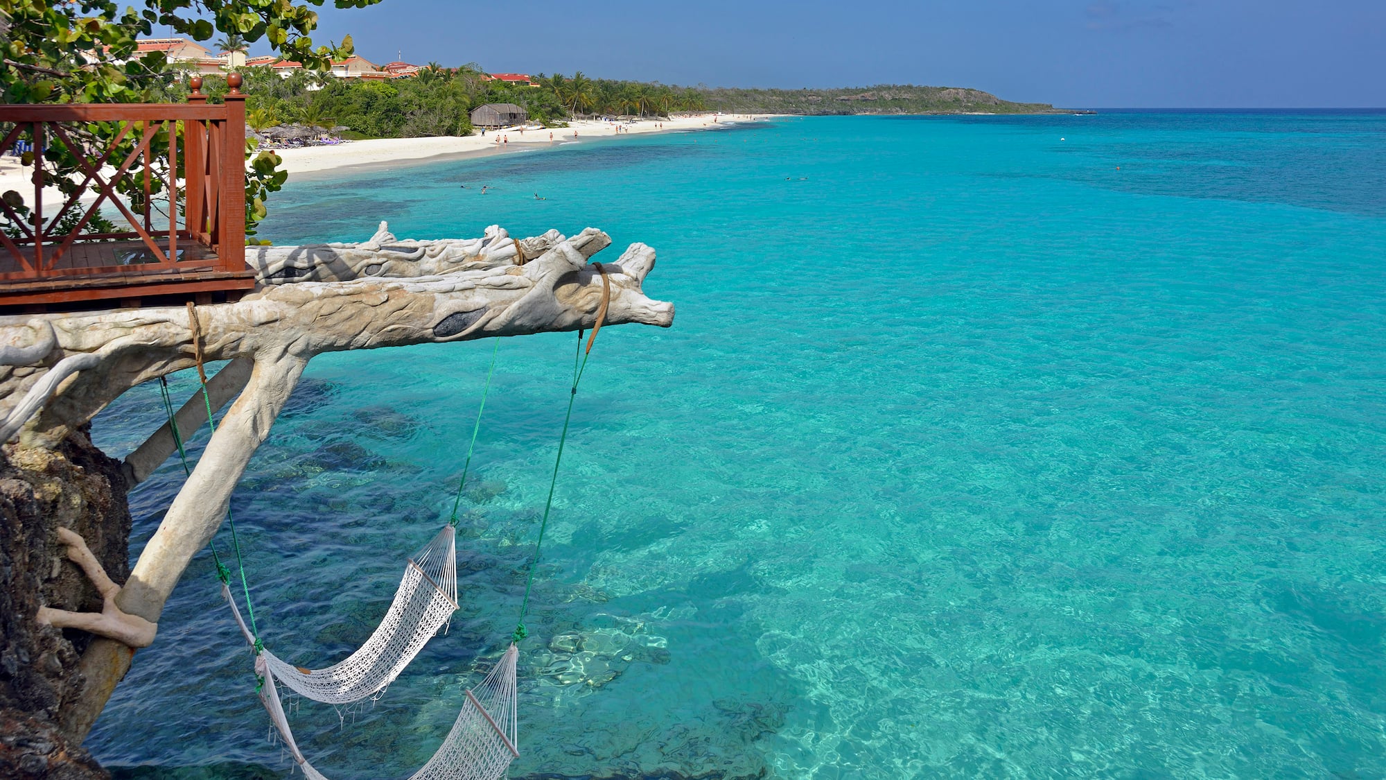 hammocks from a tree over a beach