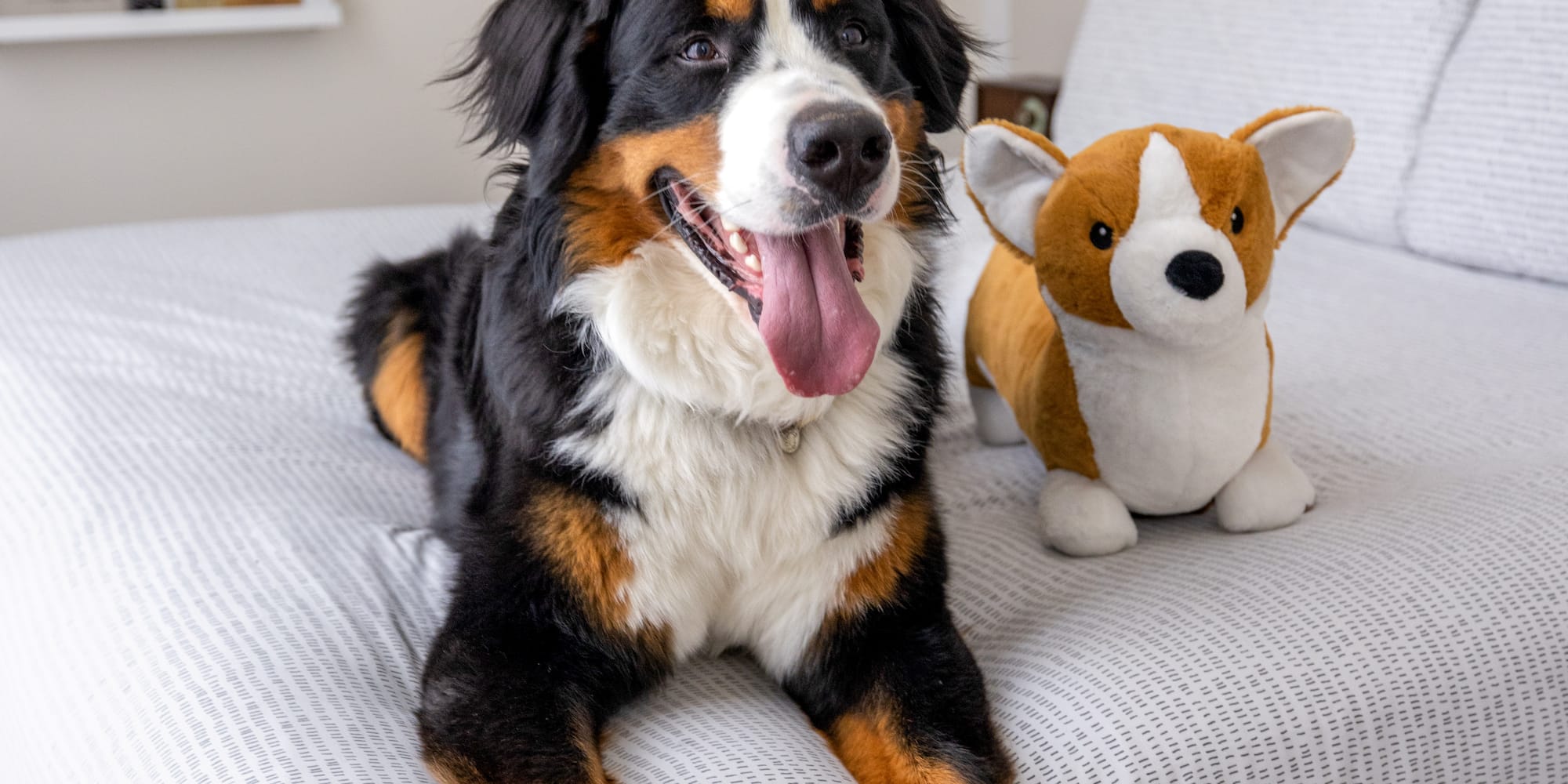 a dog lying on a bed with a stuffed animal