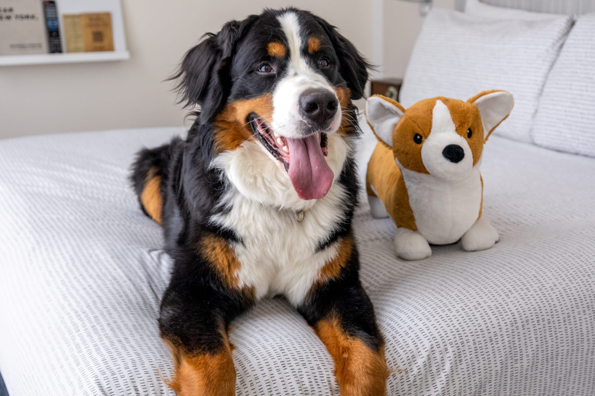 a dog lying on a bed with a stuffed animal