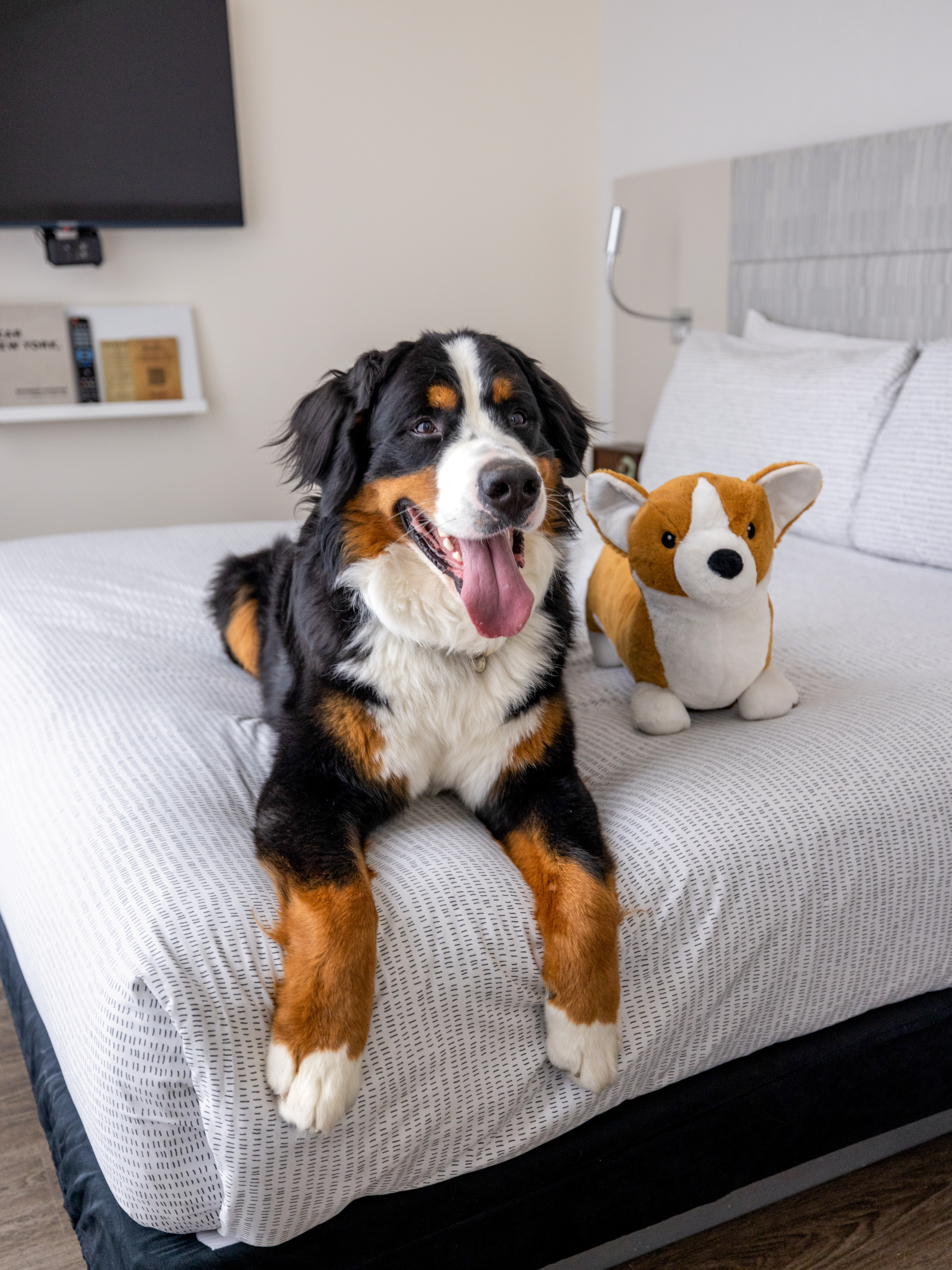 Bernese Mountain Dog on hotel bed with corgi plush. Happy pet-friendly stay.