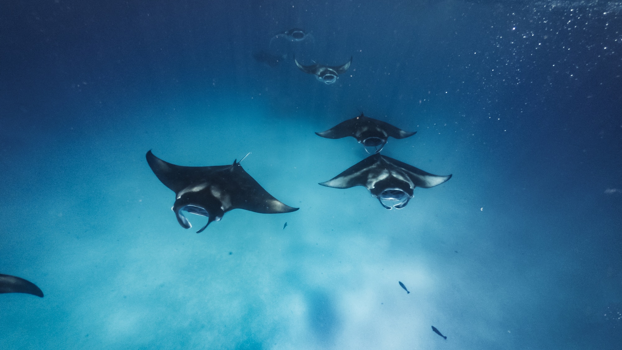 a group of stingrays swimming in the water