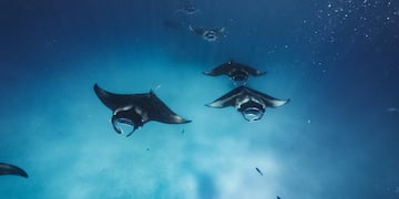 a group of stingrays swimming in the water