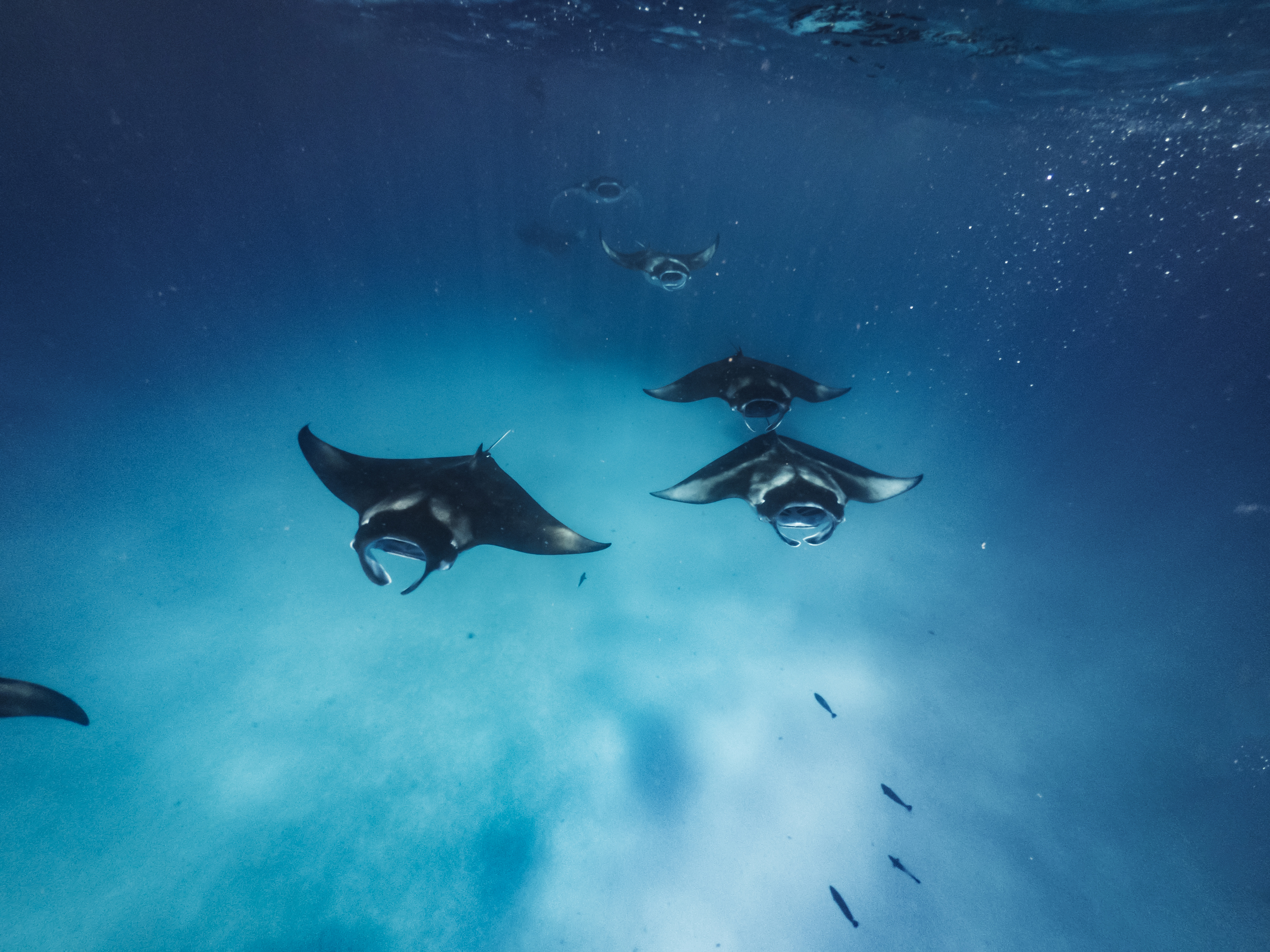 a group of stingrays swimming in the water