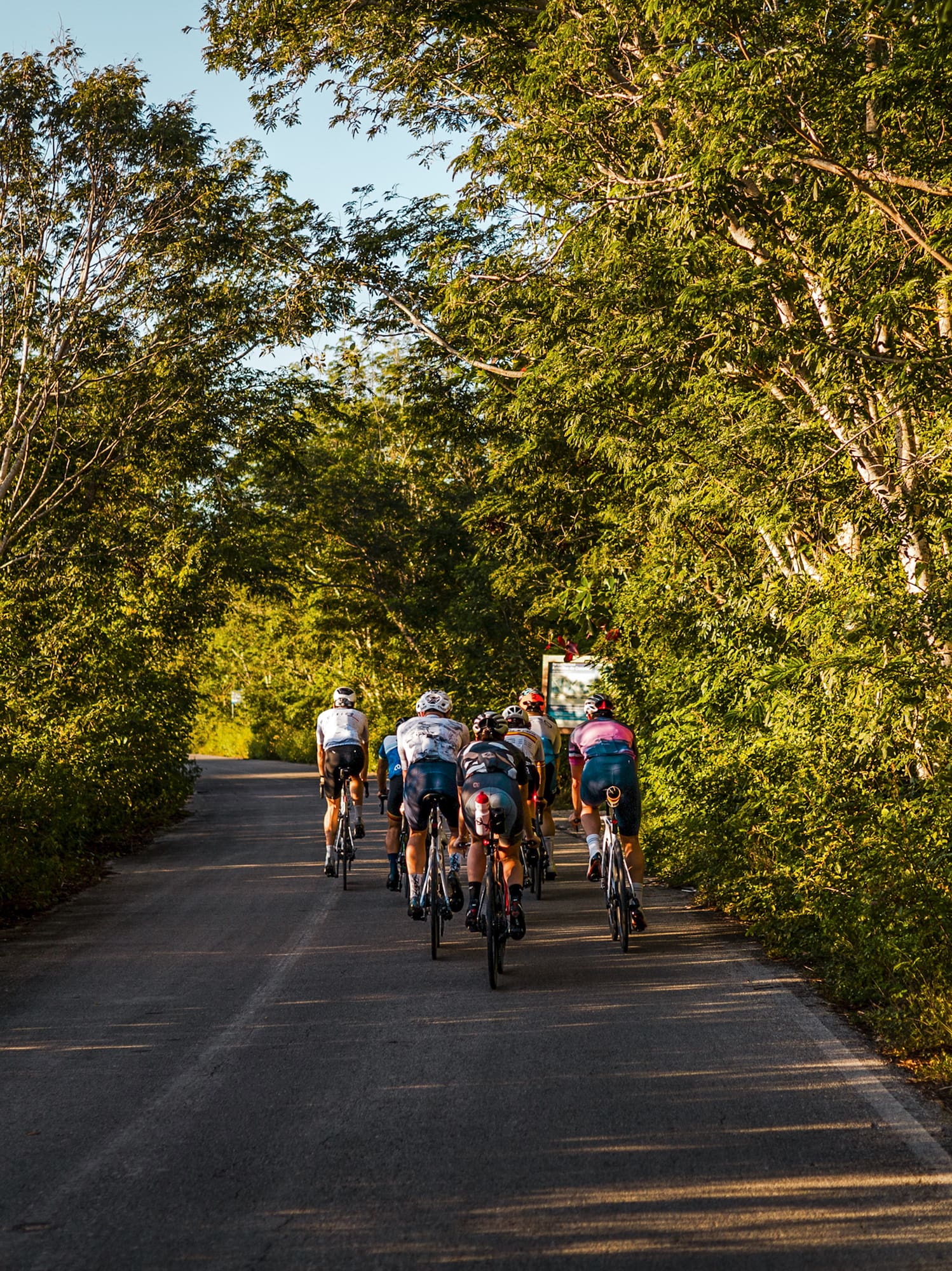 Group of road cyclists riding on a shaded, tree-lined road.