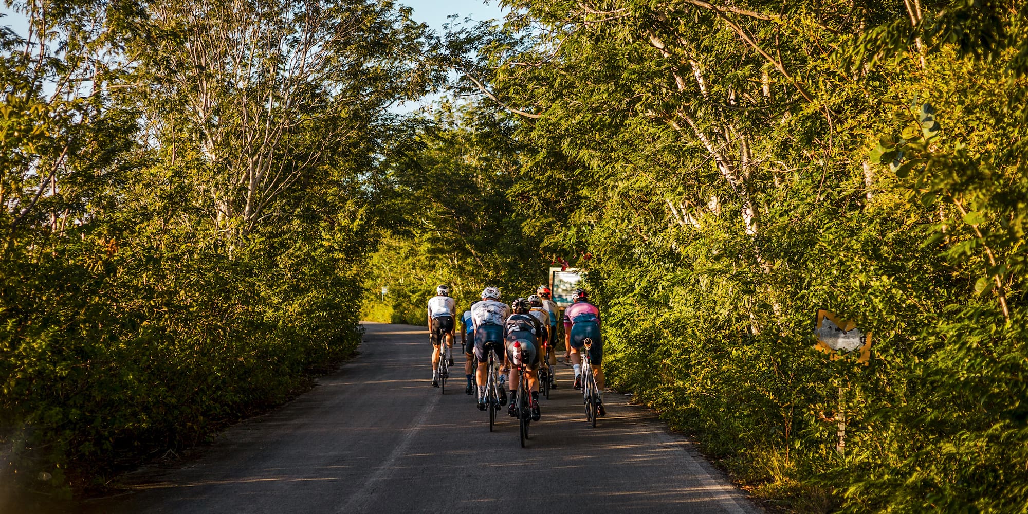 Group of cyclists riding bikes on a sunny tree-lined road.