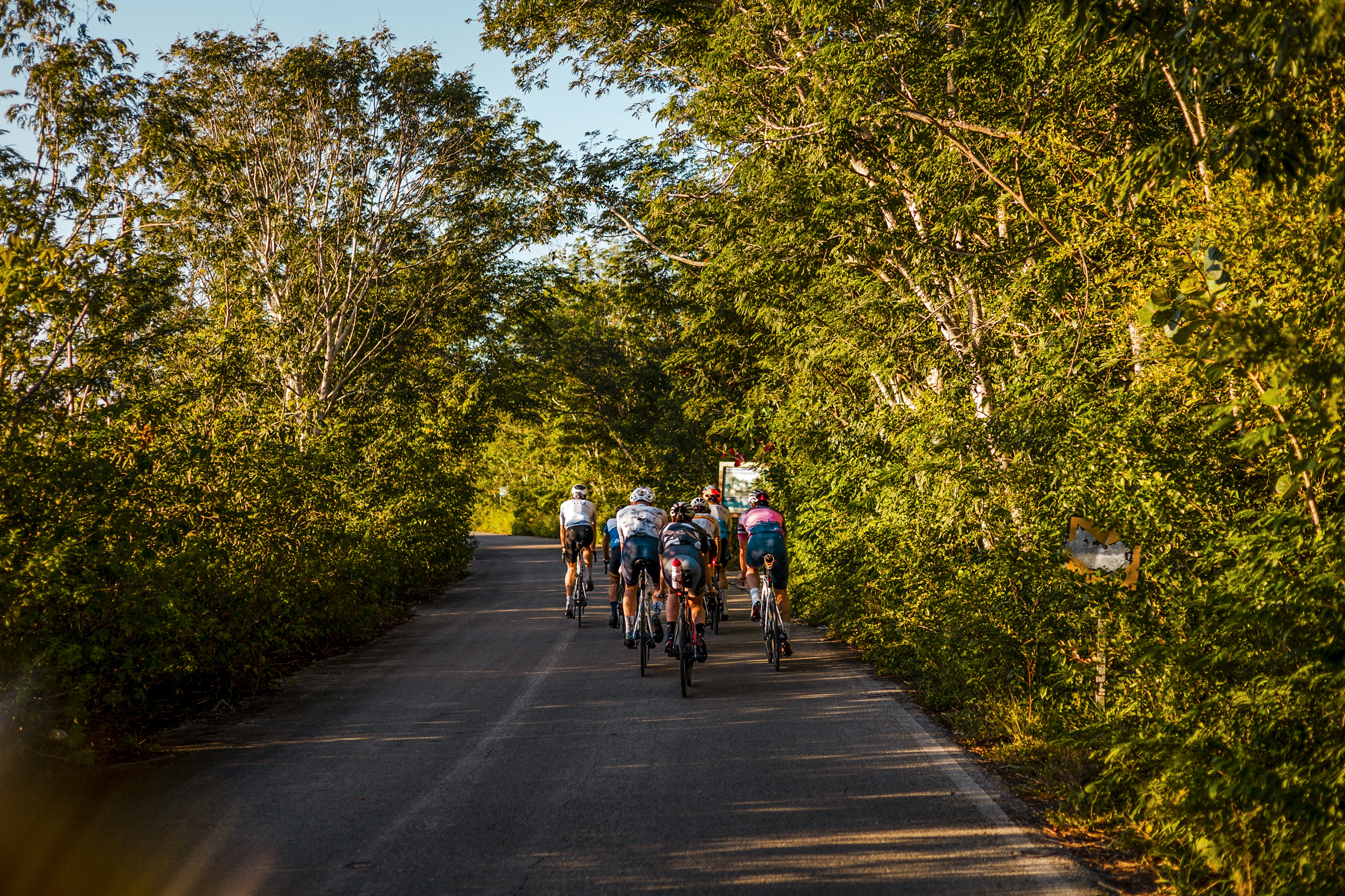 Group of cyclists riding bikes on a sunny tree-lined road.