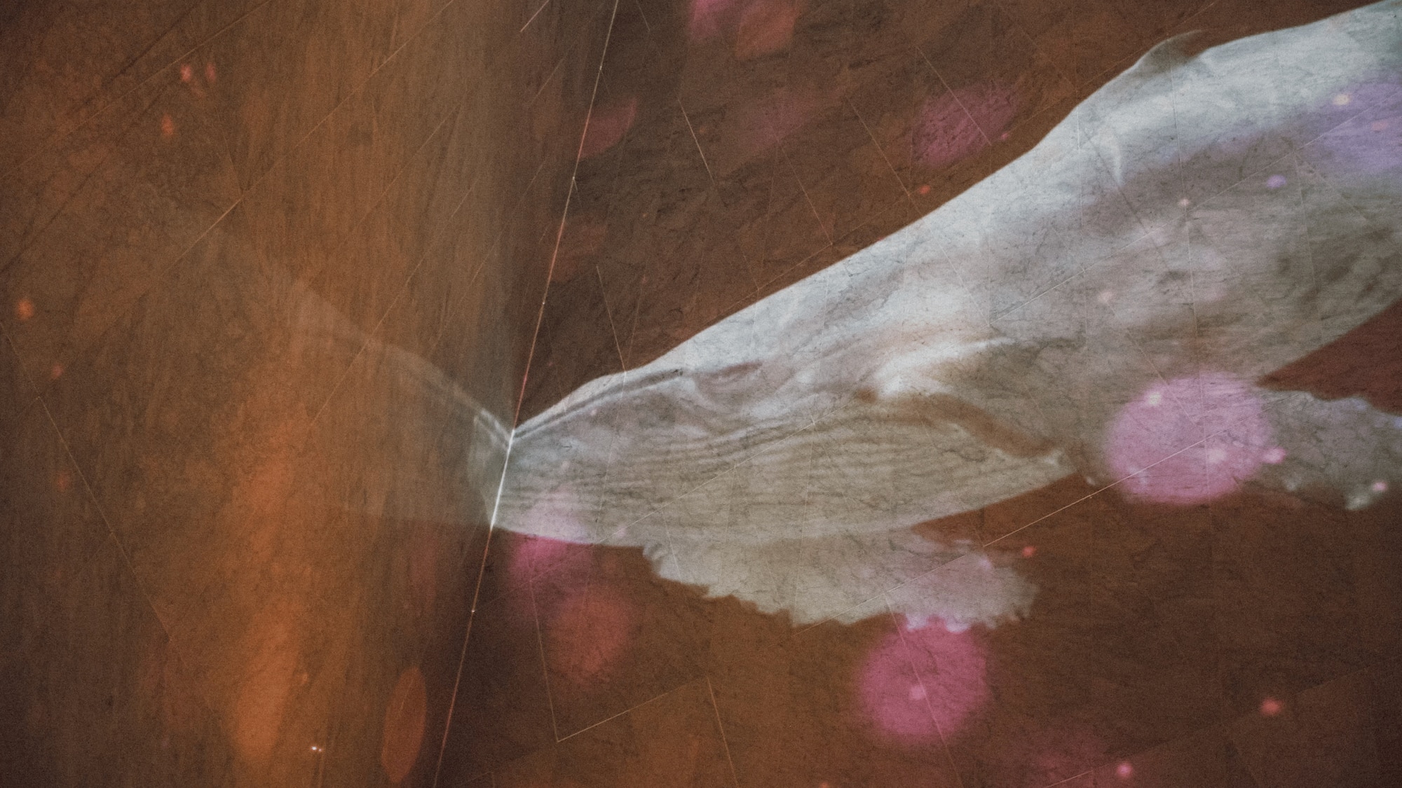 a white whale head on a brown surface