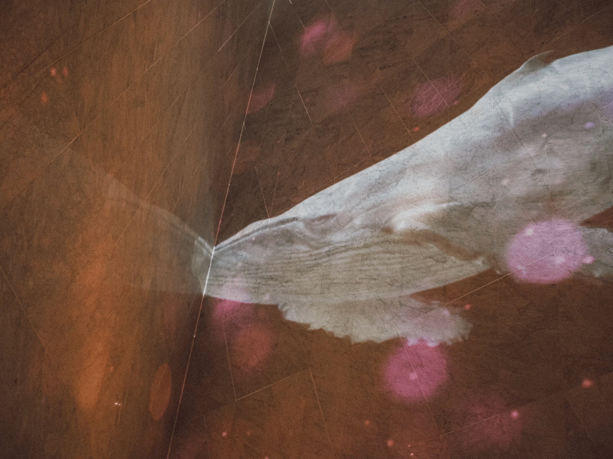 a white whale head on a brown surface