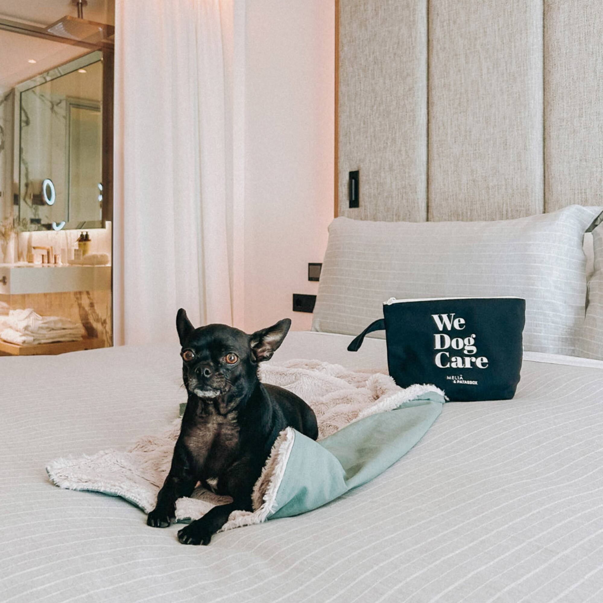a dog lying on a bed