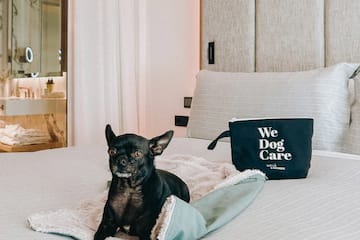 a dog lying on a bed