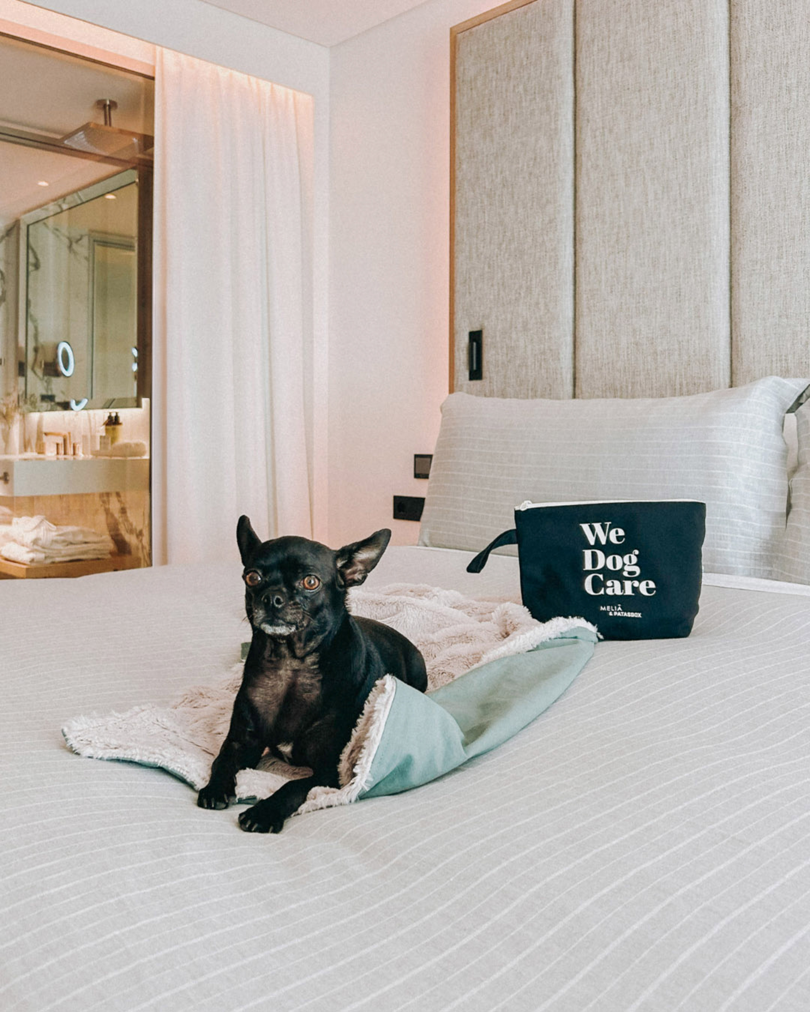 Small black dog on pet bed in modern hotel room, 'We Dog Care' kit.