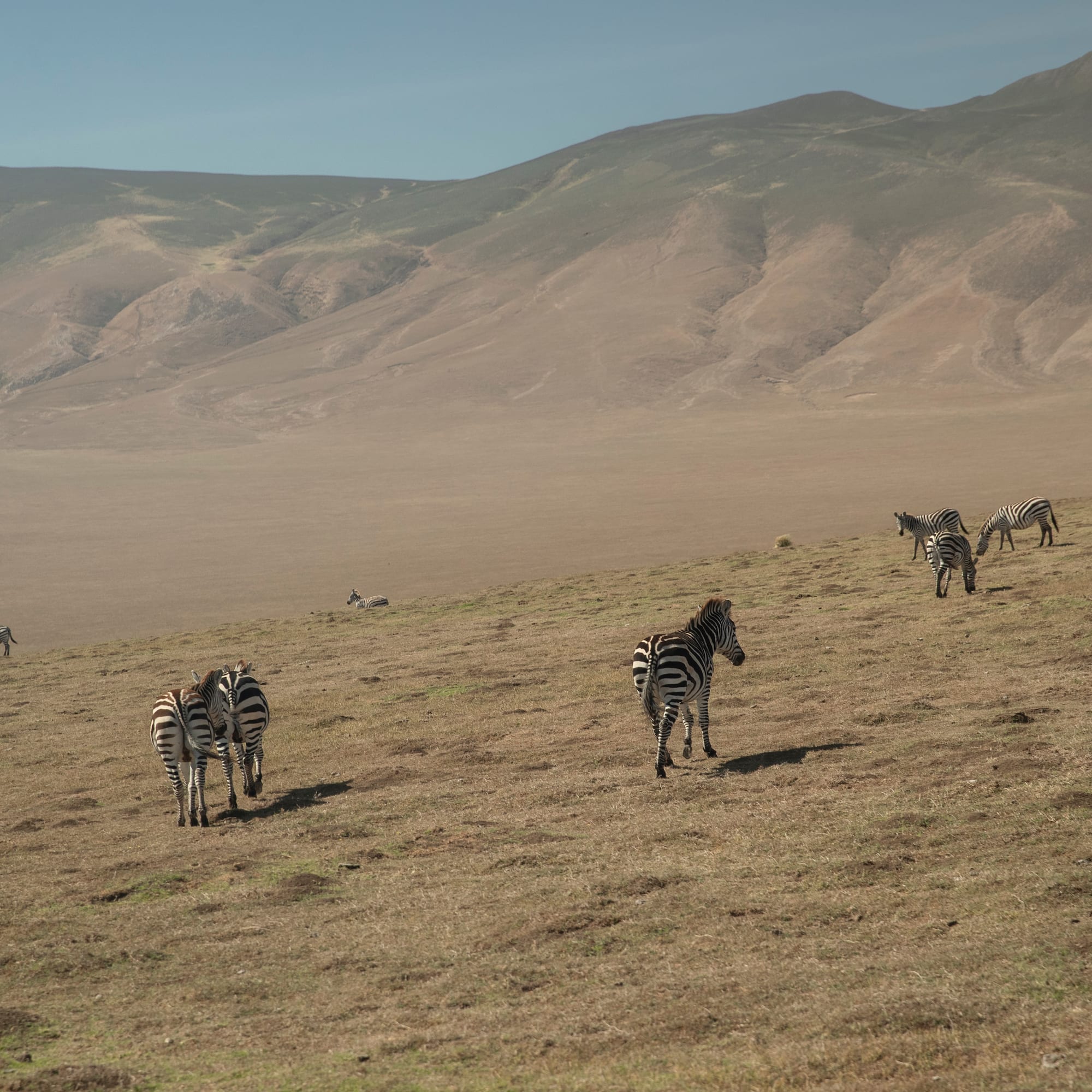 a group of zebras in a field