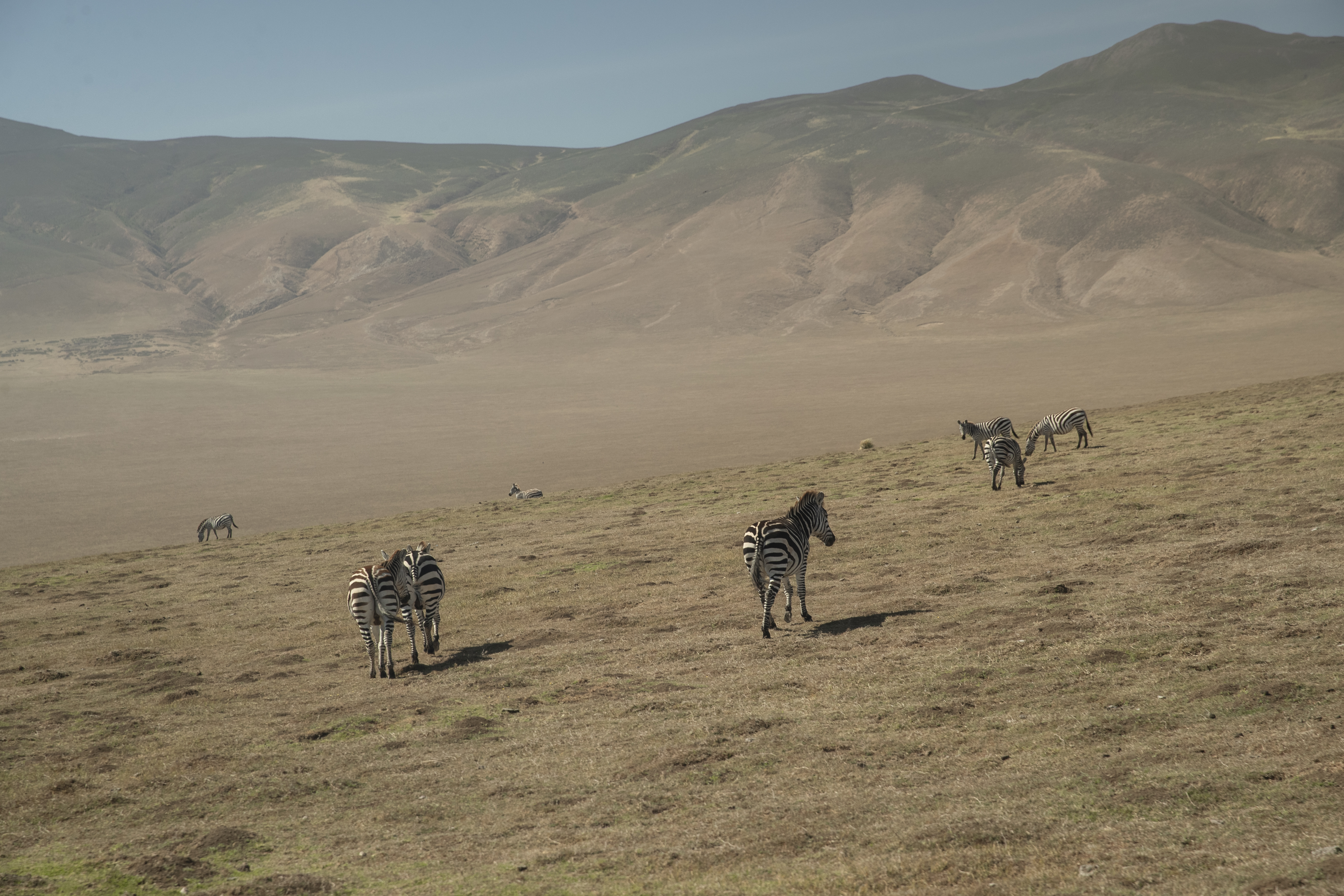 a group of zebras in a field