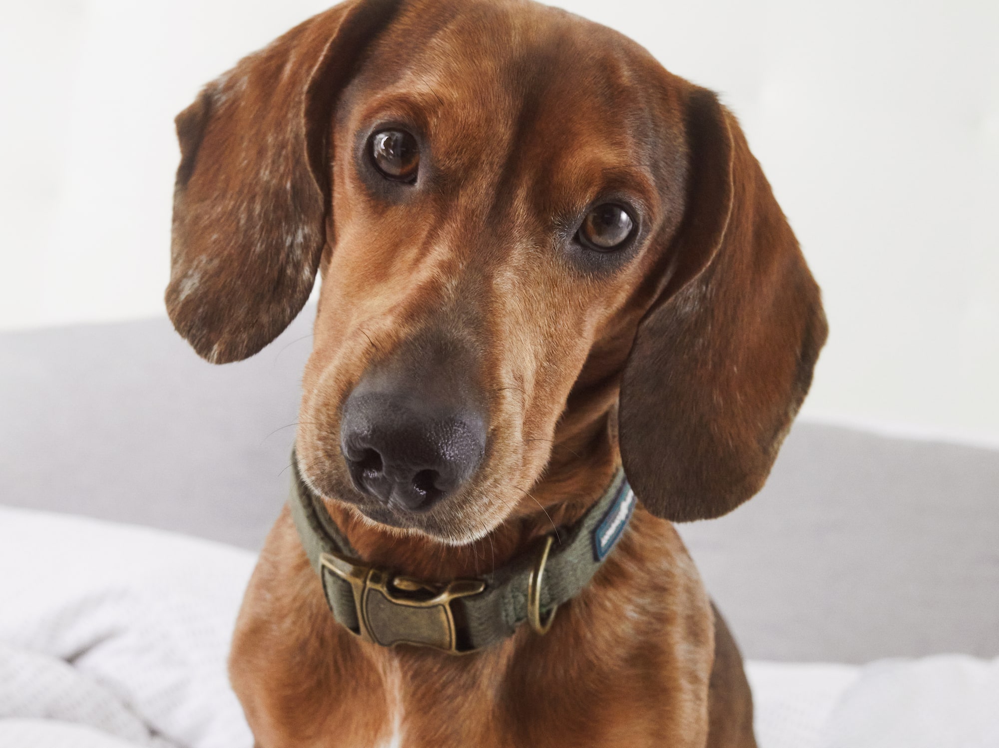 a dog sitting on a bed