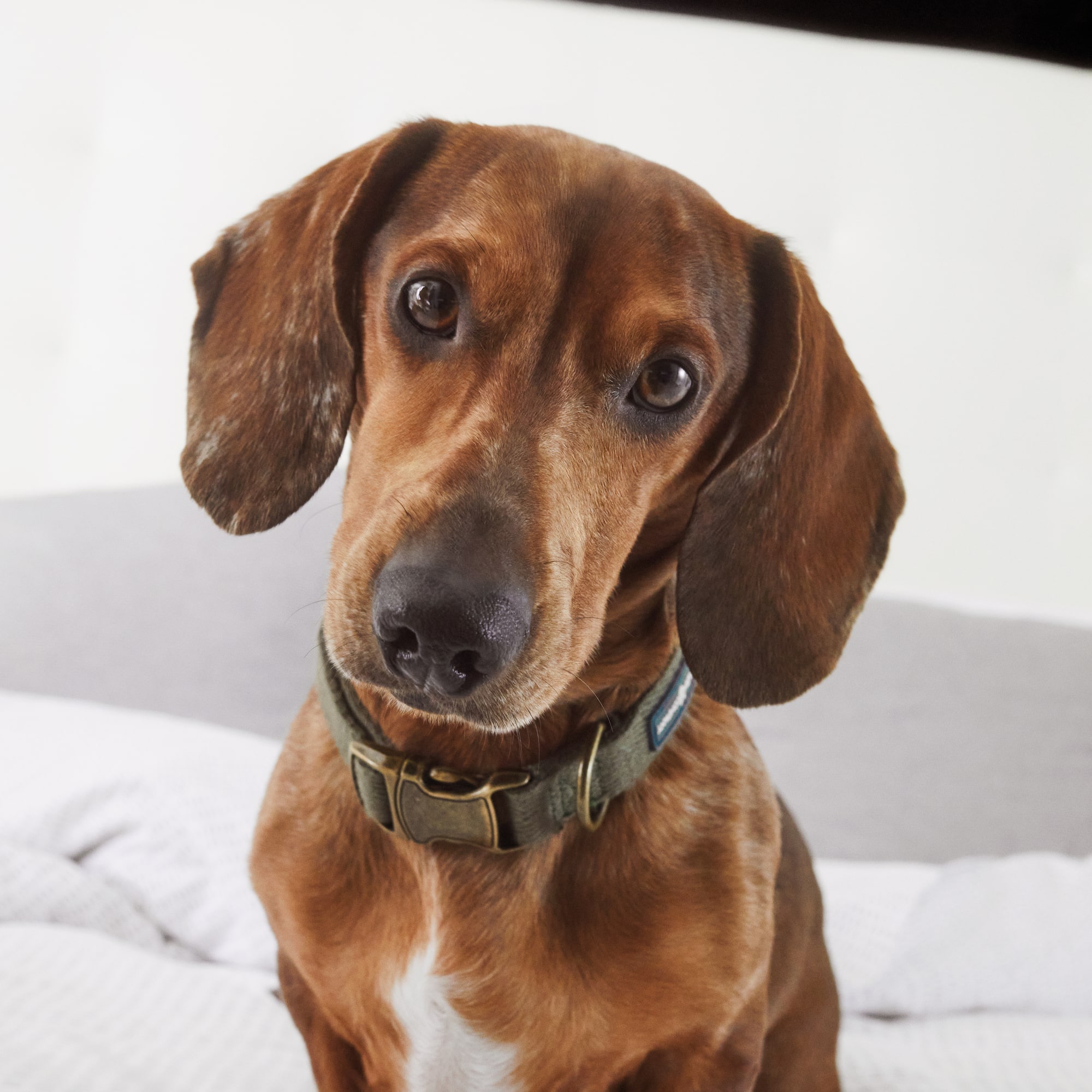 a dog sitting on a bed