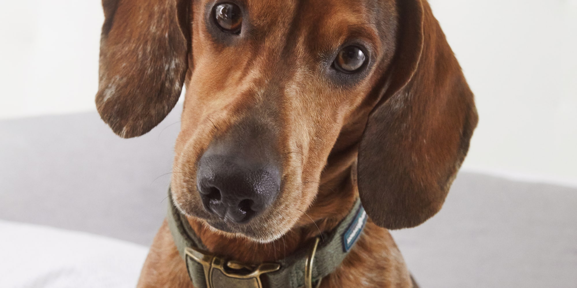 a dog sitting on a bed