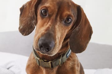 a dog sitting on a bed
