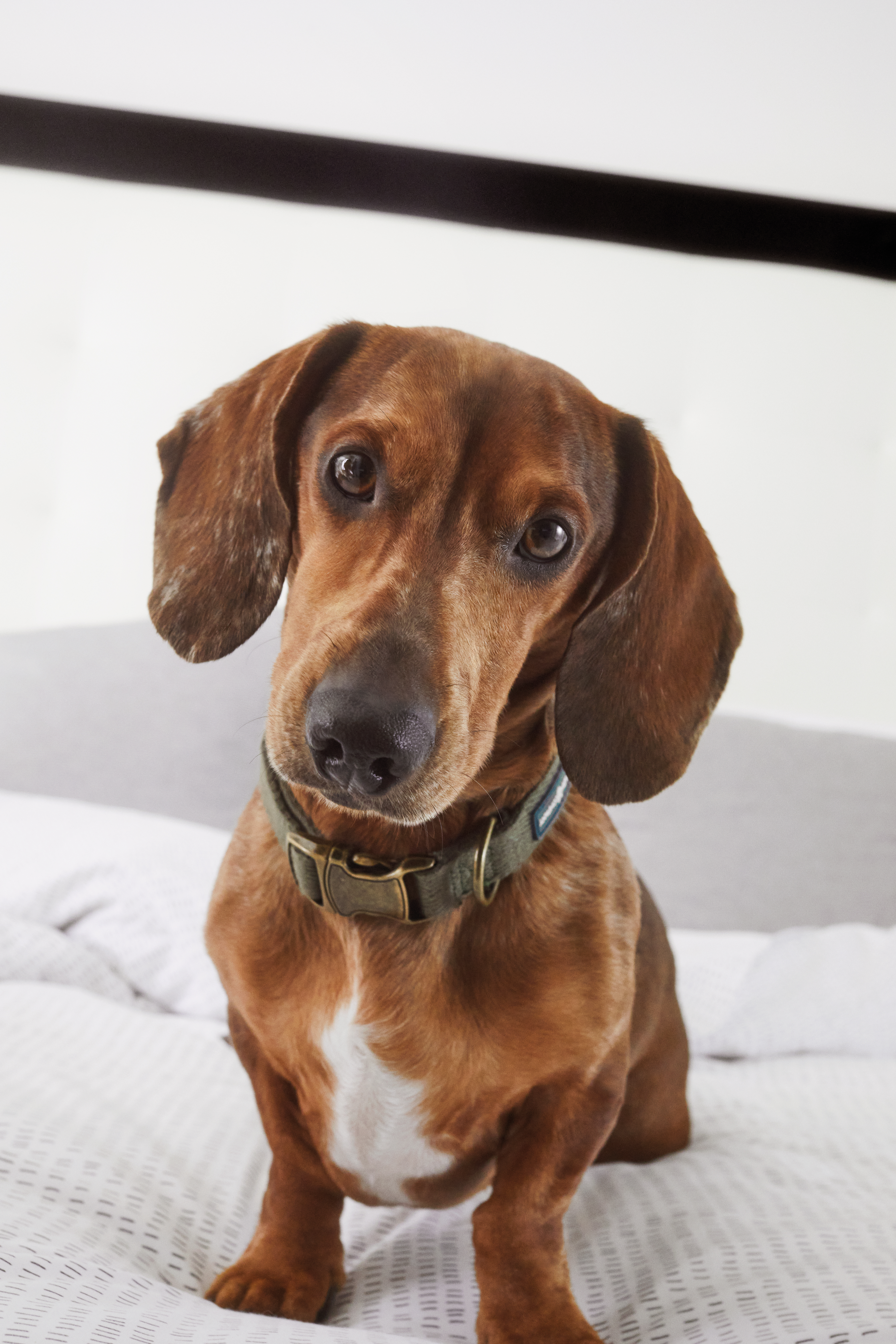 Brown dachshund with green collar, white chest patch, sitting on bed.