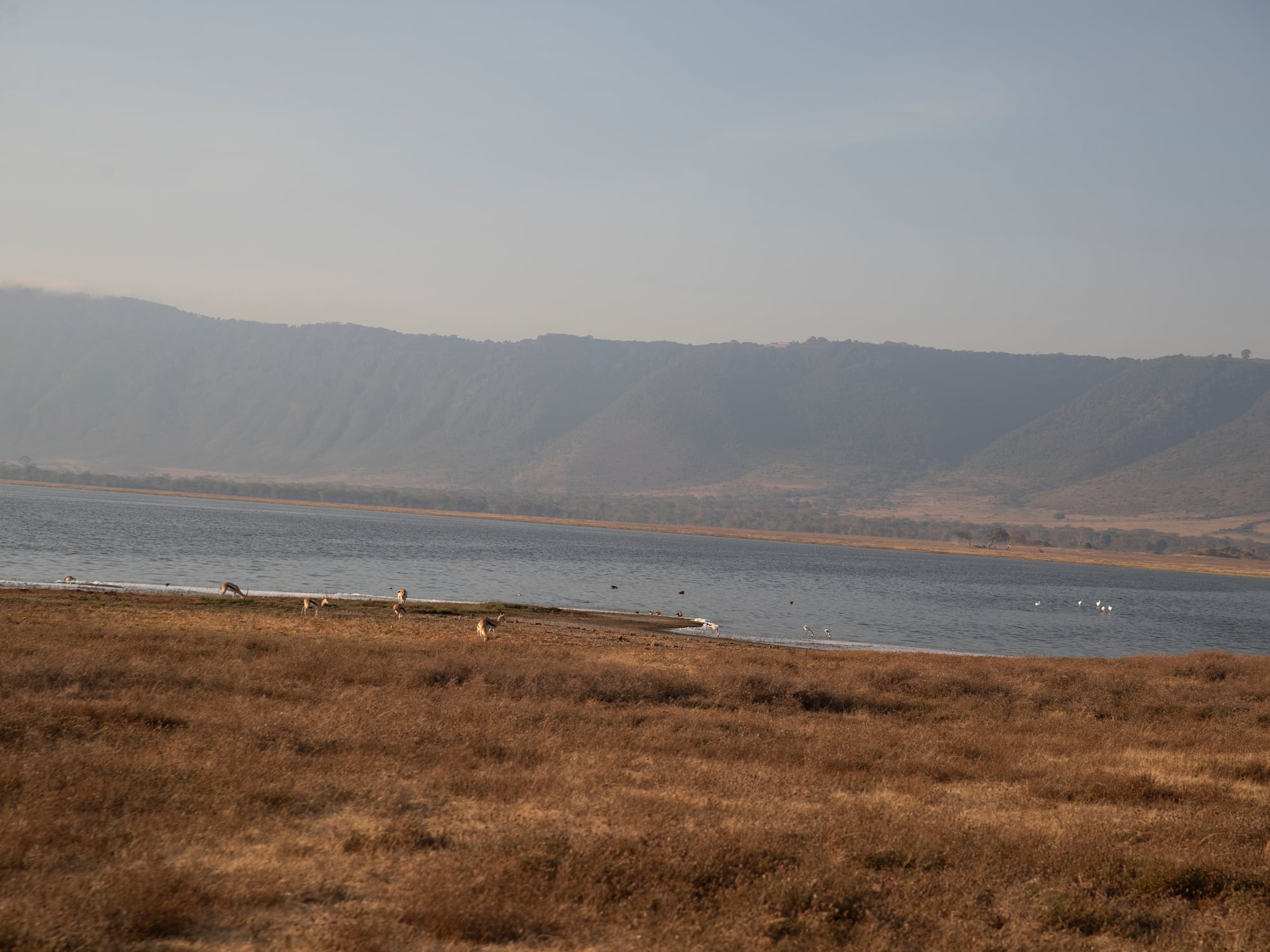 a lake with birds and mountains in the background