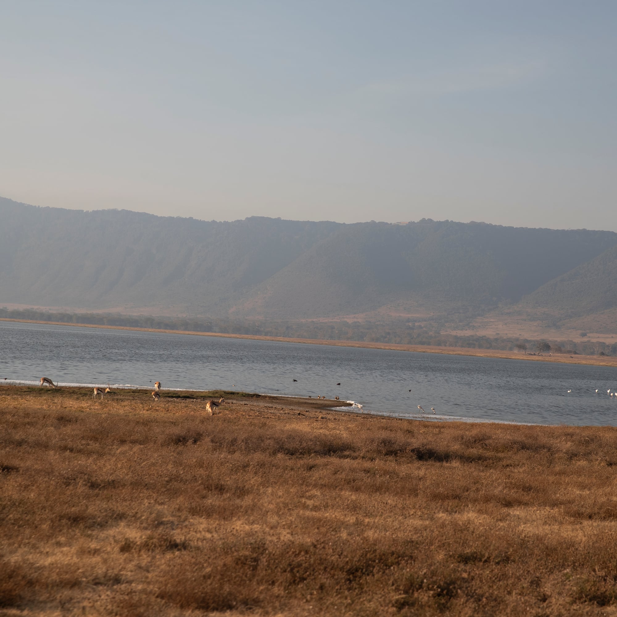 a lake with birds and mountains in the background