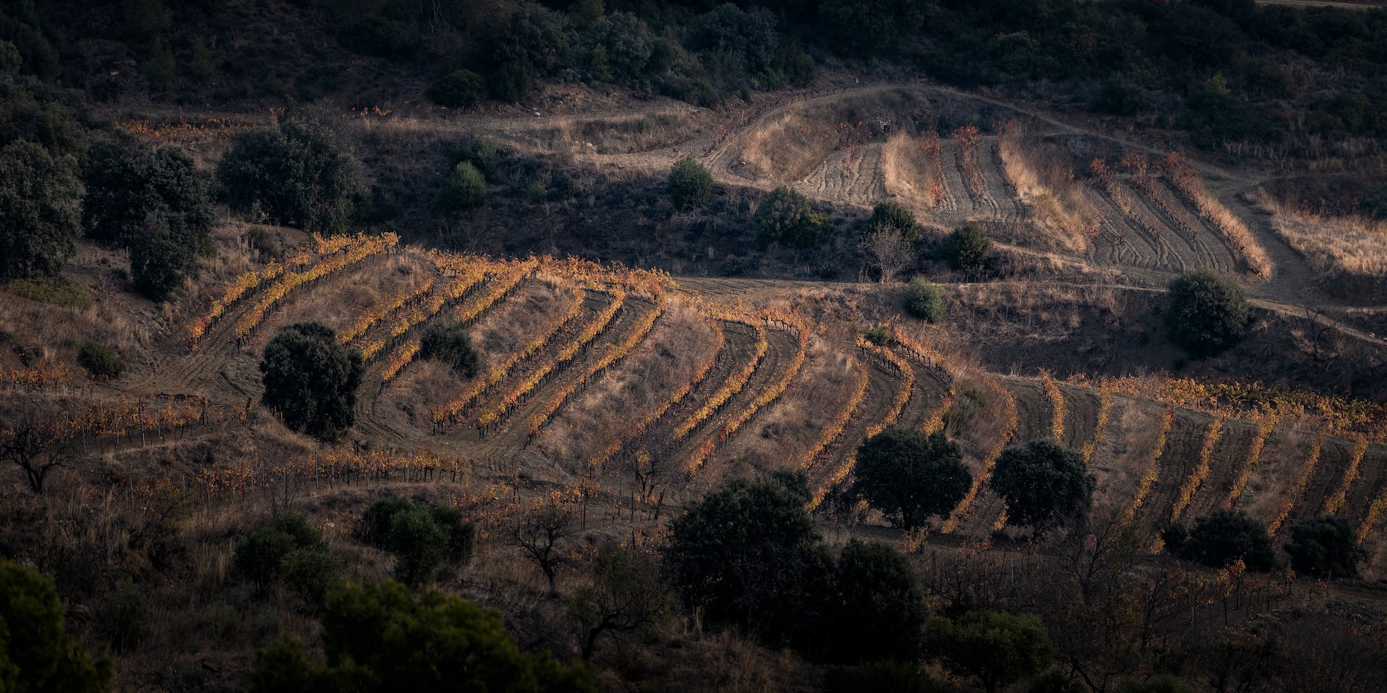 a field of vines and trees